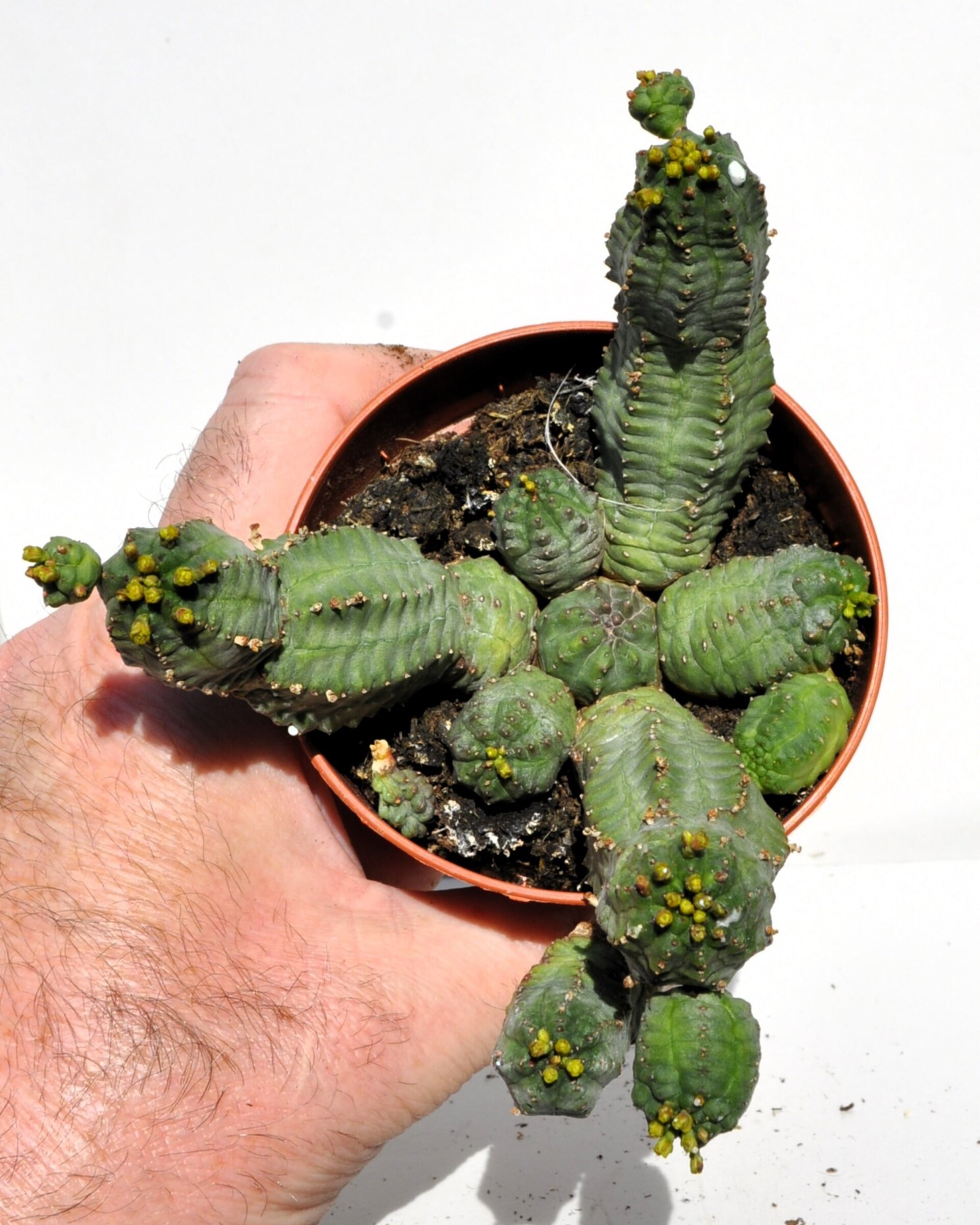 Euphorbia cf. obesa x globosa - 1