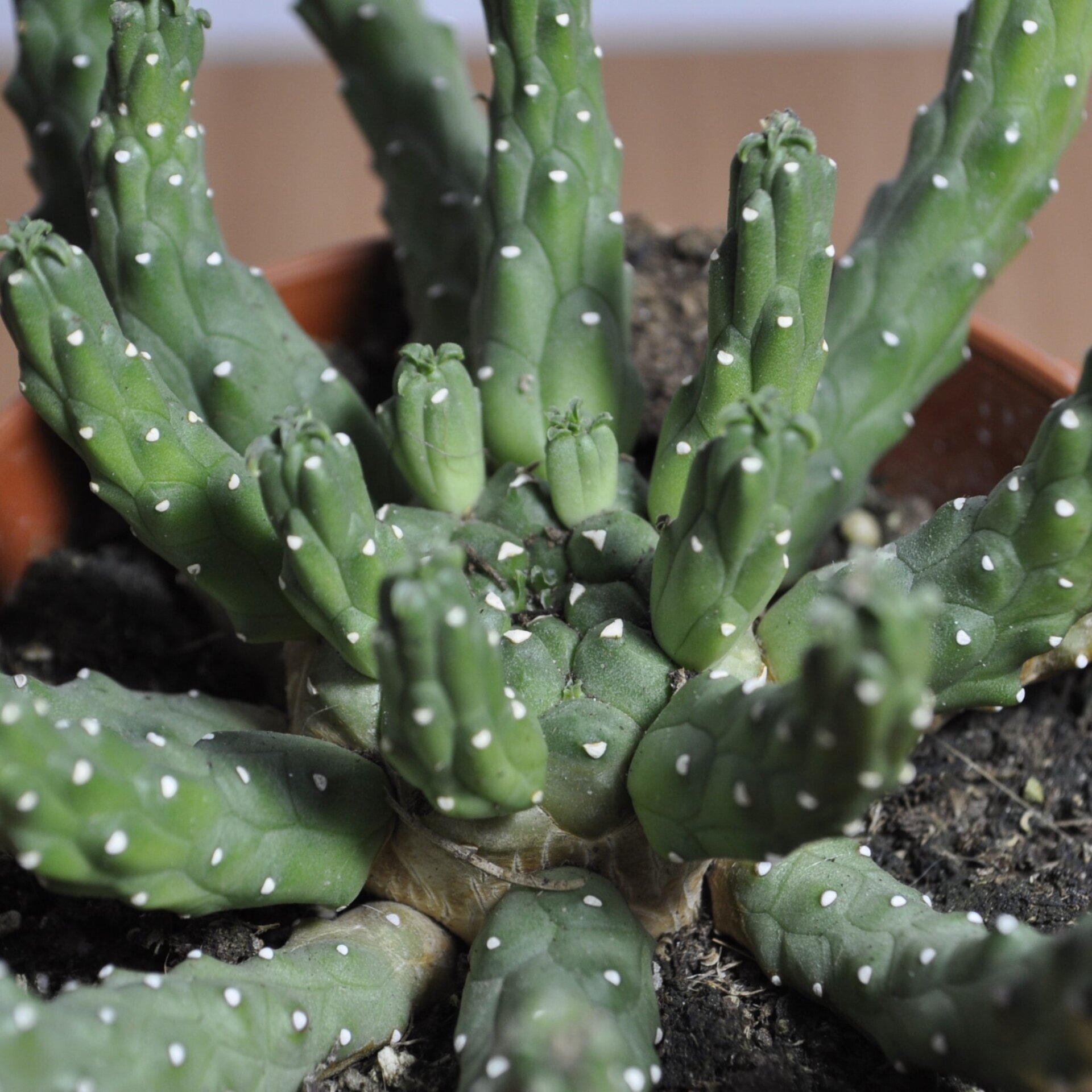 Euphorbia flanaganii (cabeza de Medusa). - 4