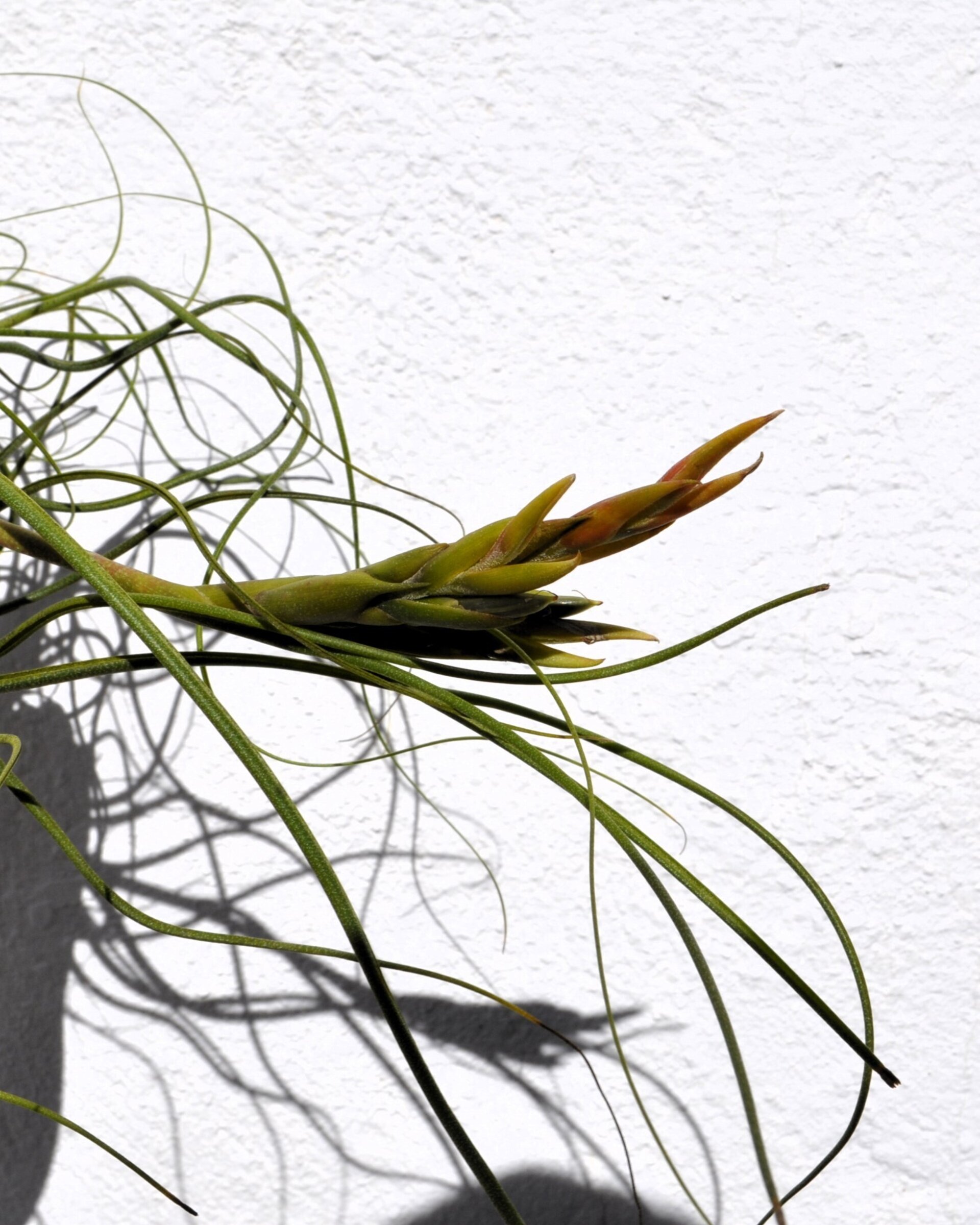 Tillandsia butzii "clump" (mata) - 8