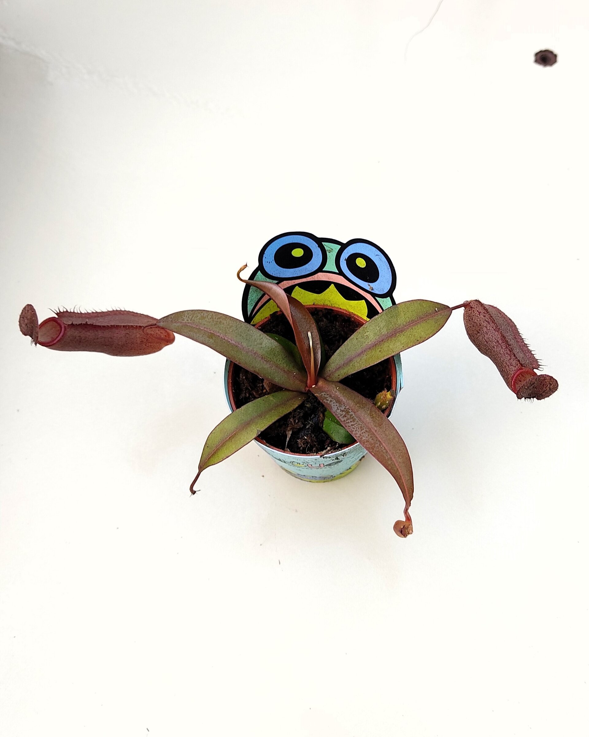 Planta carnívora Nepenthes sp. M5,5 (planta jarro, copa de mono) - 4