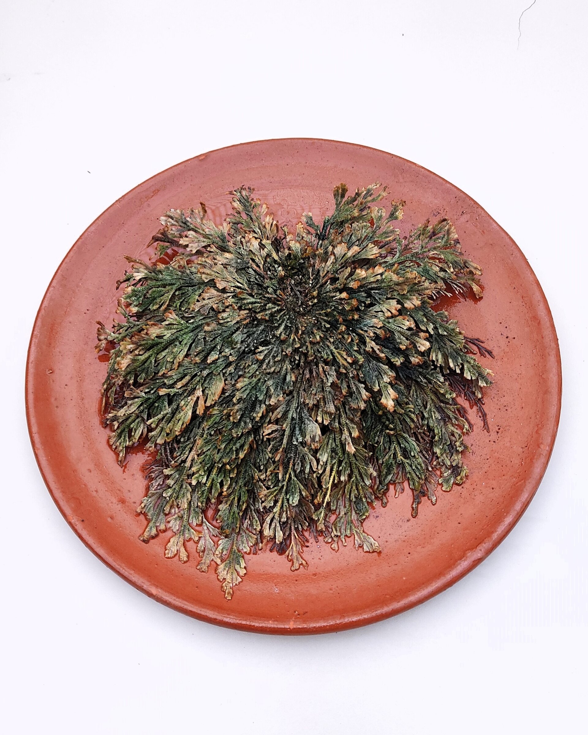 Selaginella lepidophylla (planta de la resurrección, "rosa de Jericó") - 6