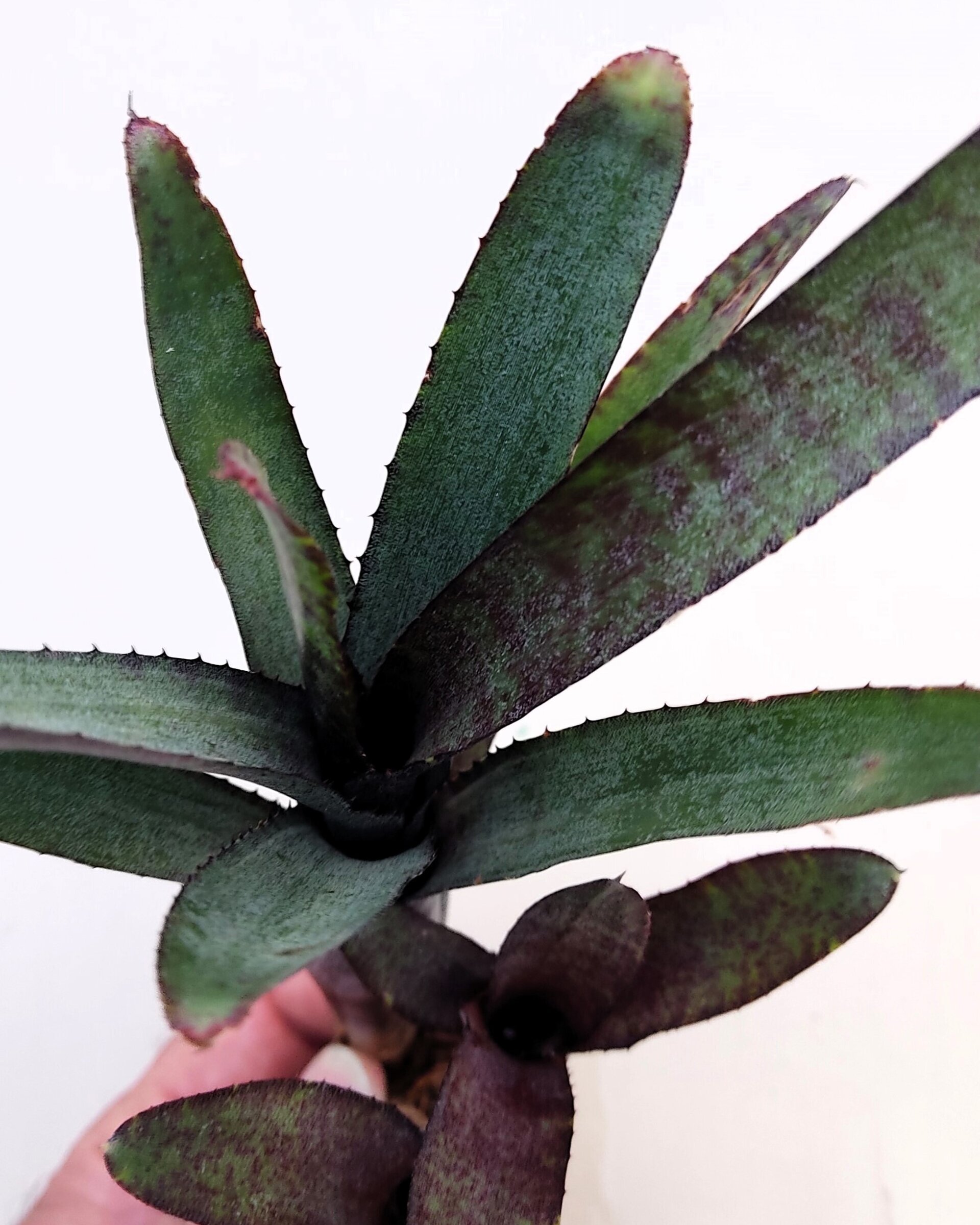 Neoregelia ampullacea purpurea - 4