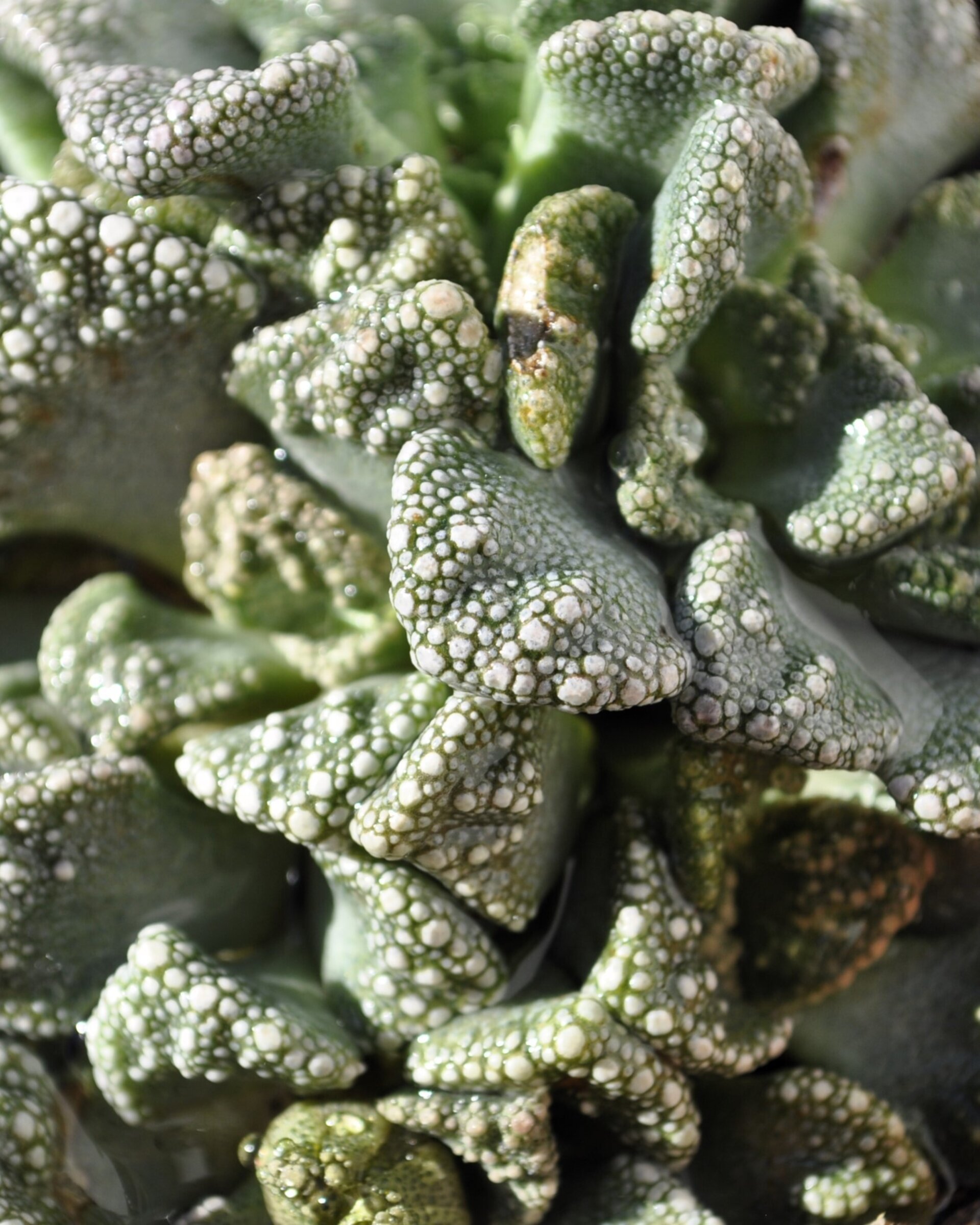 Titanopsis calcarea M8.5 (hoja de cemento [mediana]) - 3