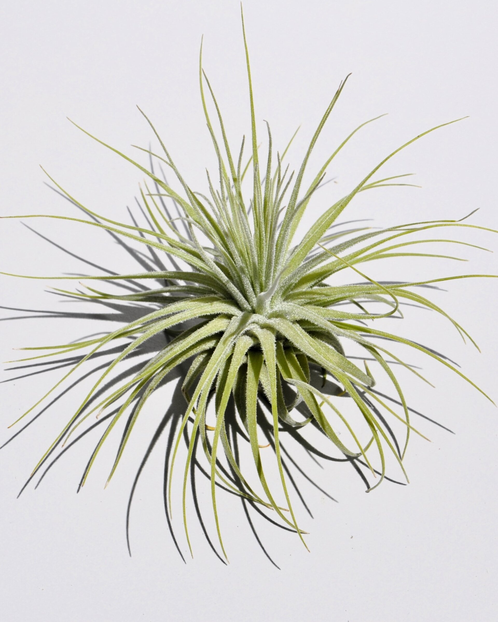 Tillandsia magnusiana (medium) - 4