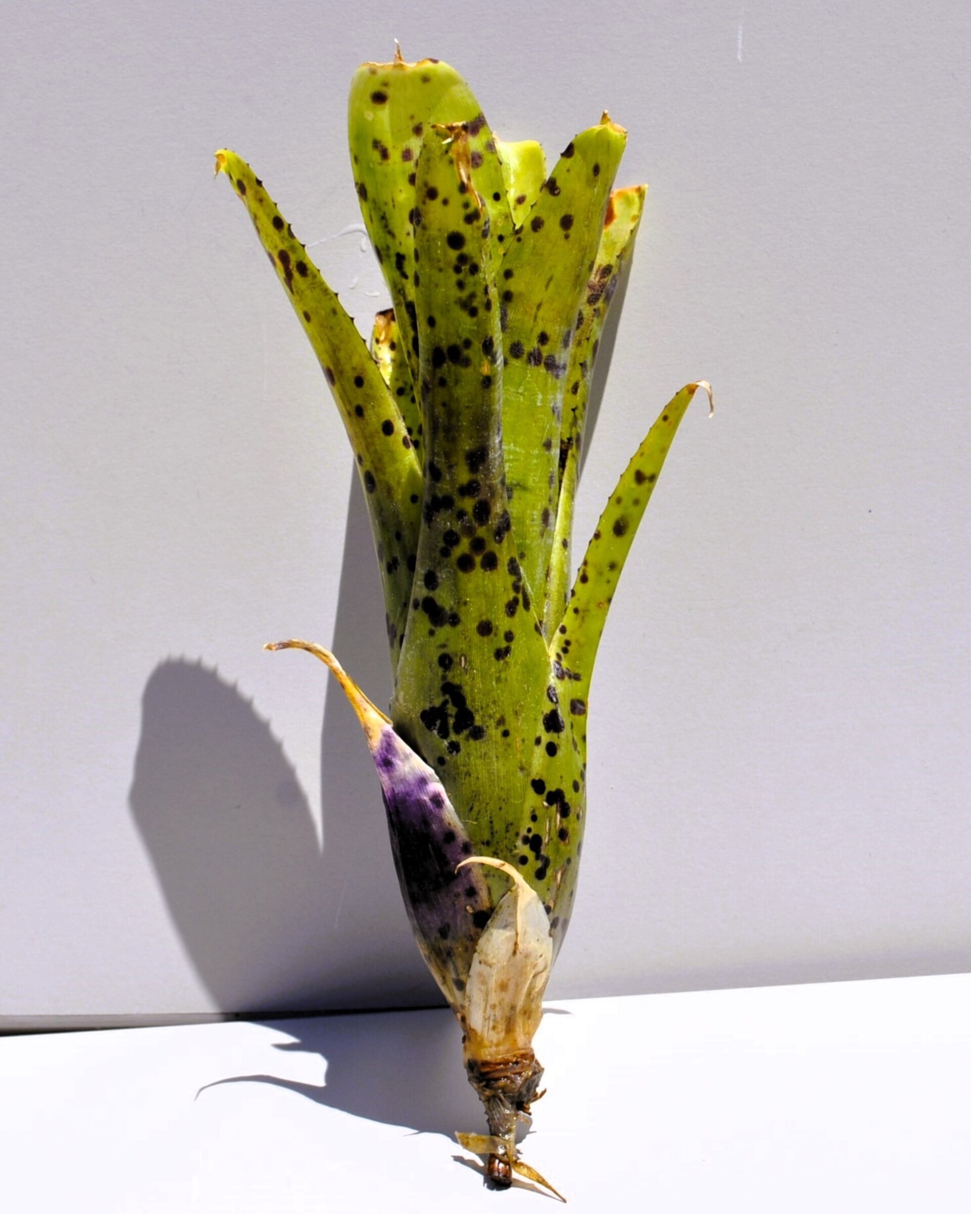Neoregelia 'Anteia' - 6