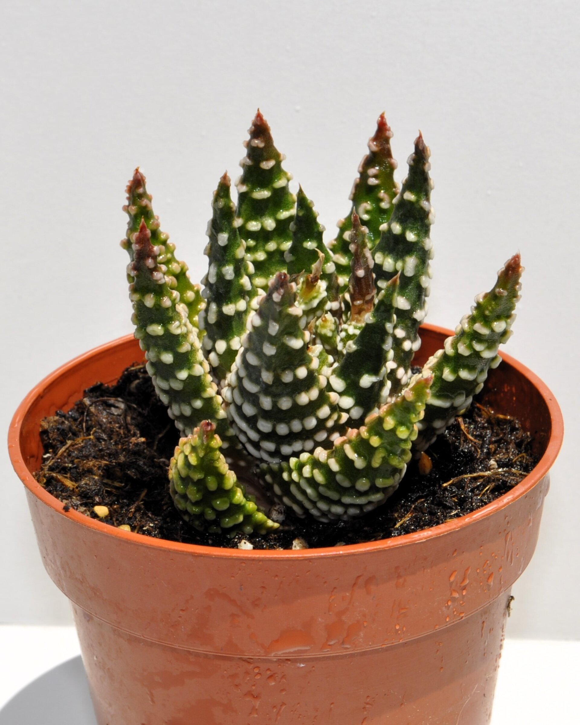 Haworthia cf. pumila (planta perla) - 3