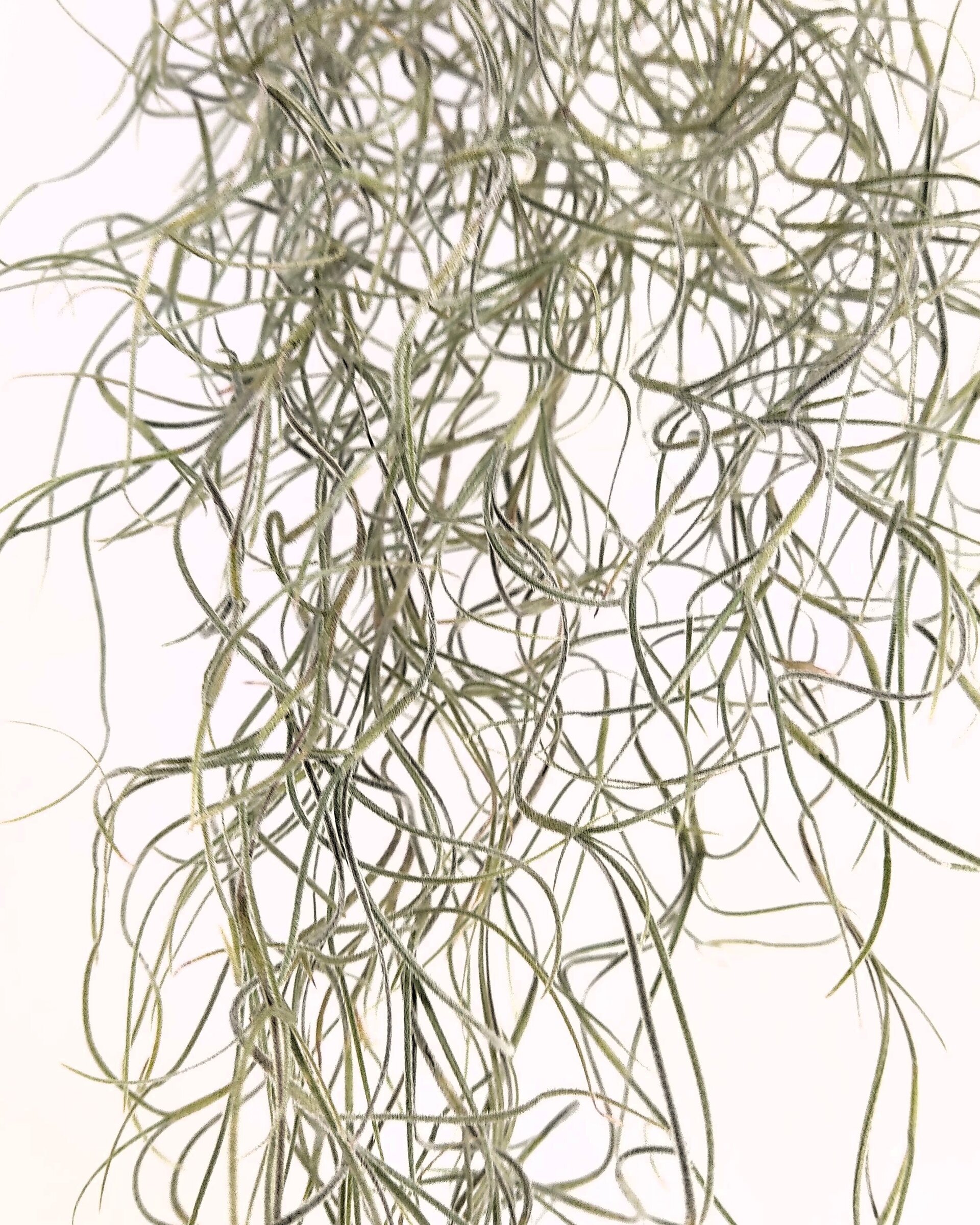 Tillandsia usneoides [XL] (barba de viejo [muy larga]) - 3