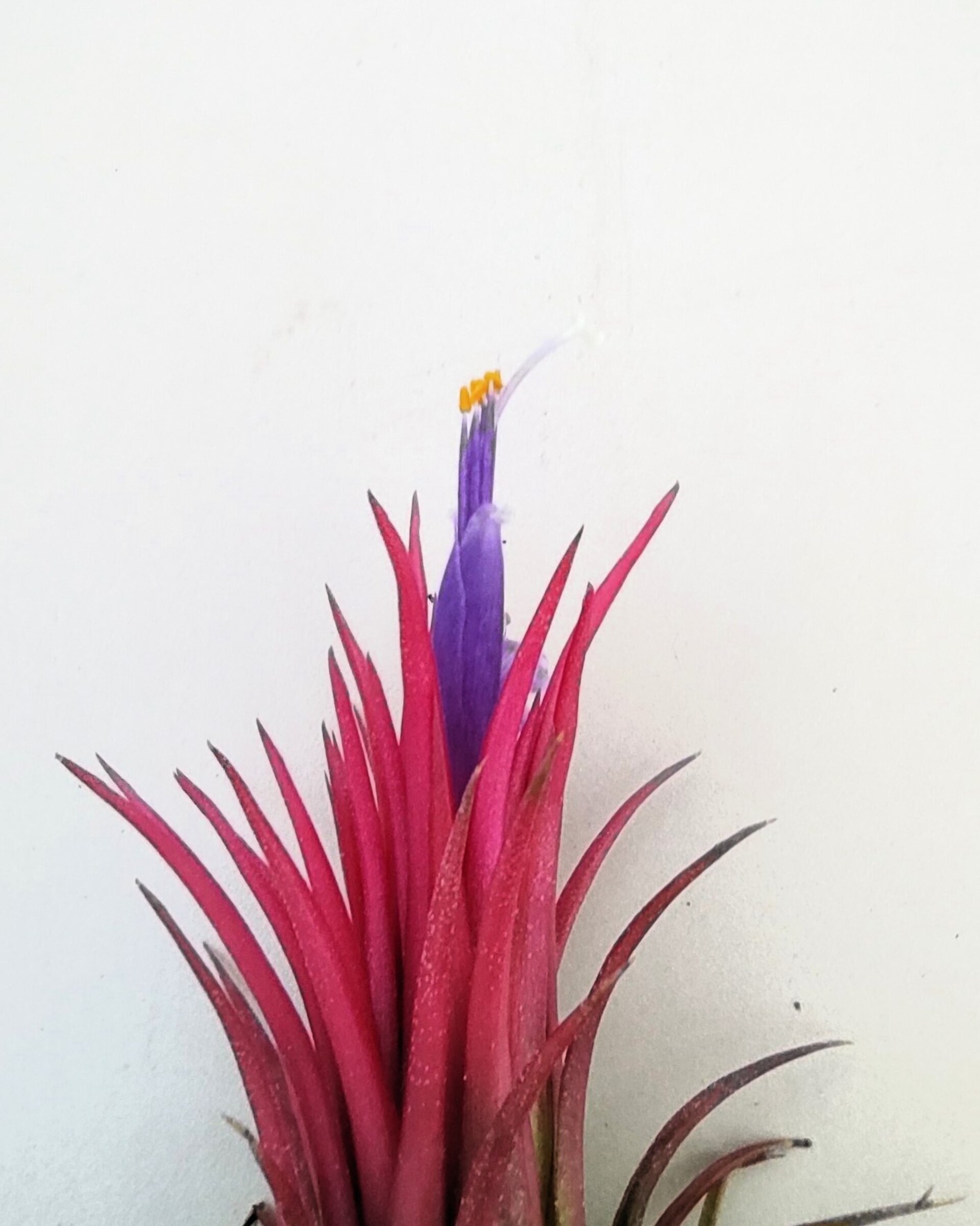Tillandsia ionantha 'Fuego' - 6