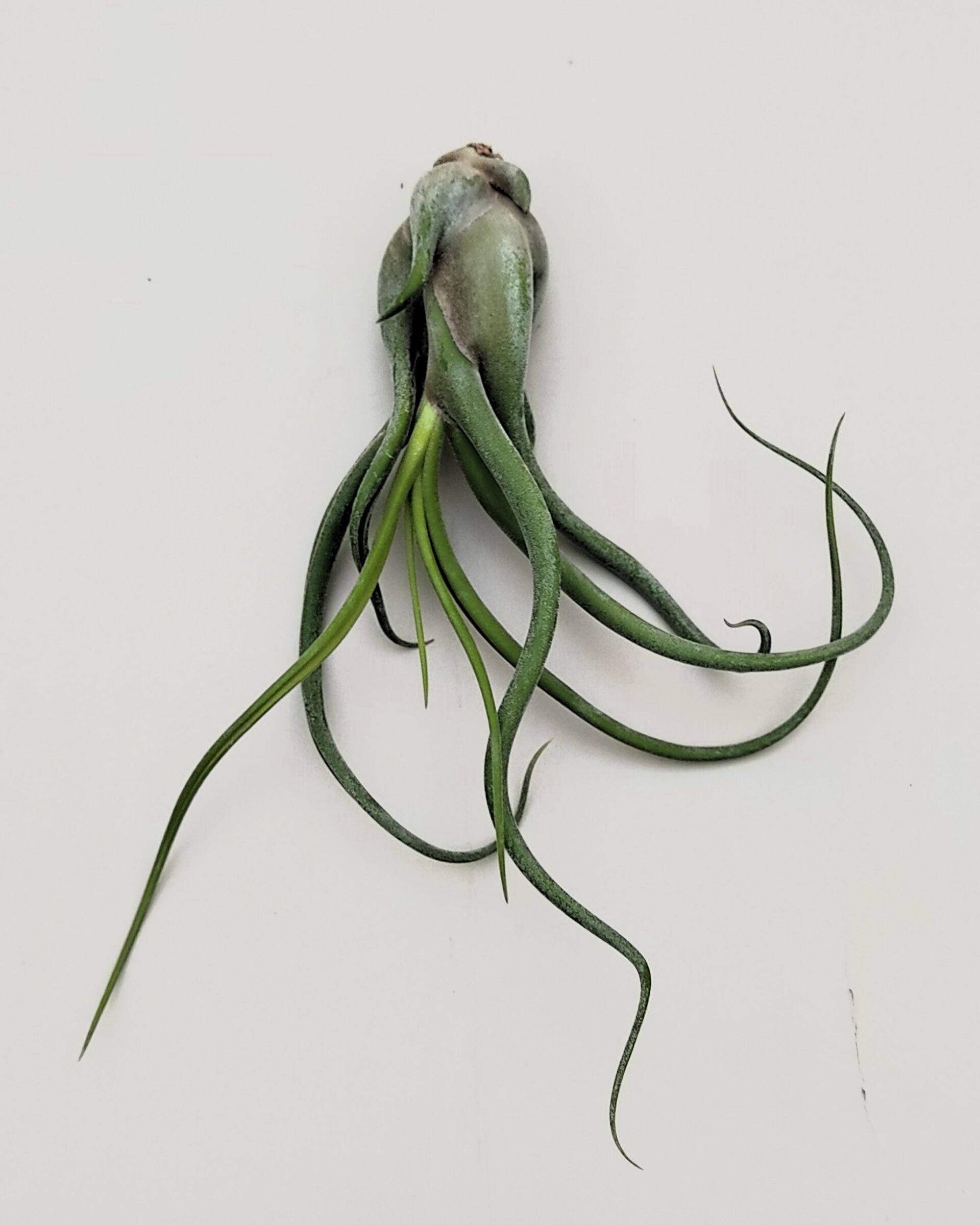 Tillandsia caput-medusae (planta pulpo) [medium] - 2