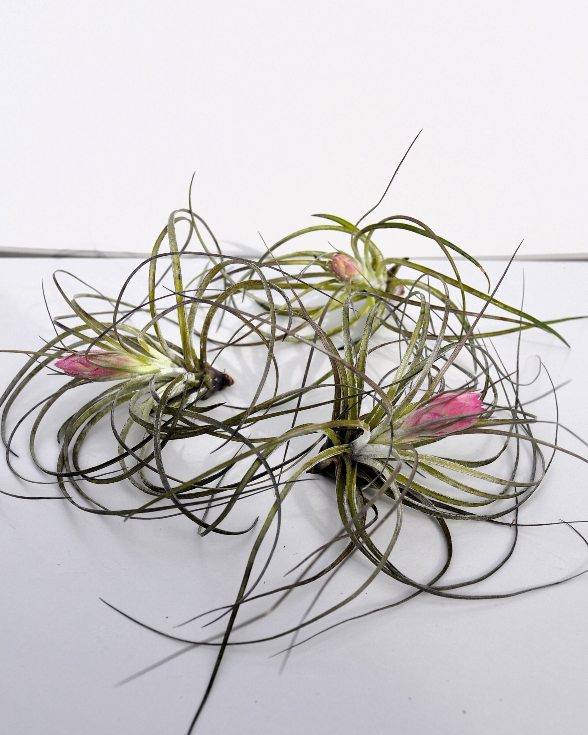 Tillandsia stricta (con flor) - 4