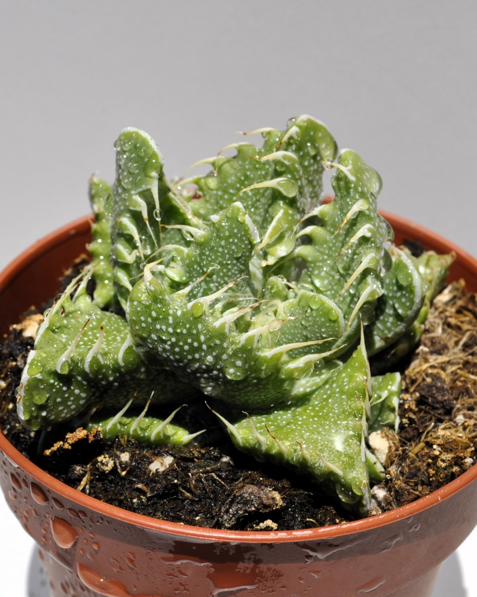 Faucaria tigrina (boca de tigre) - 5