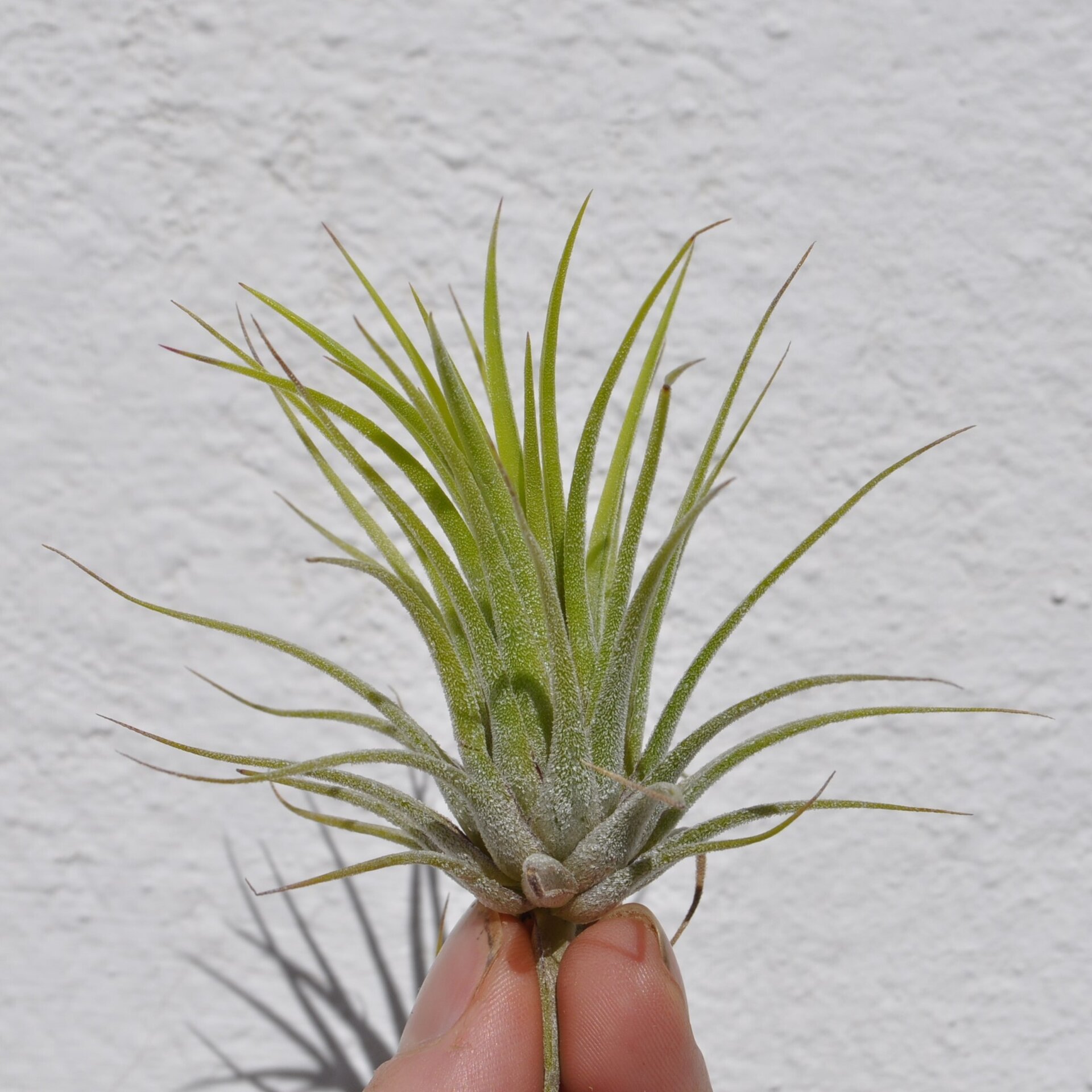 Tillandsia ionantha var. ionantha - 3