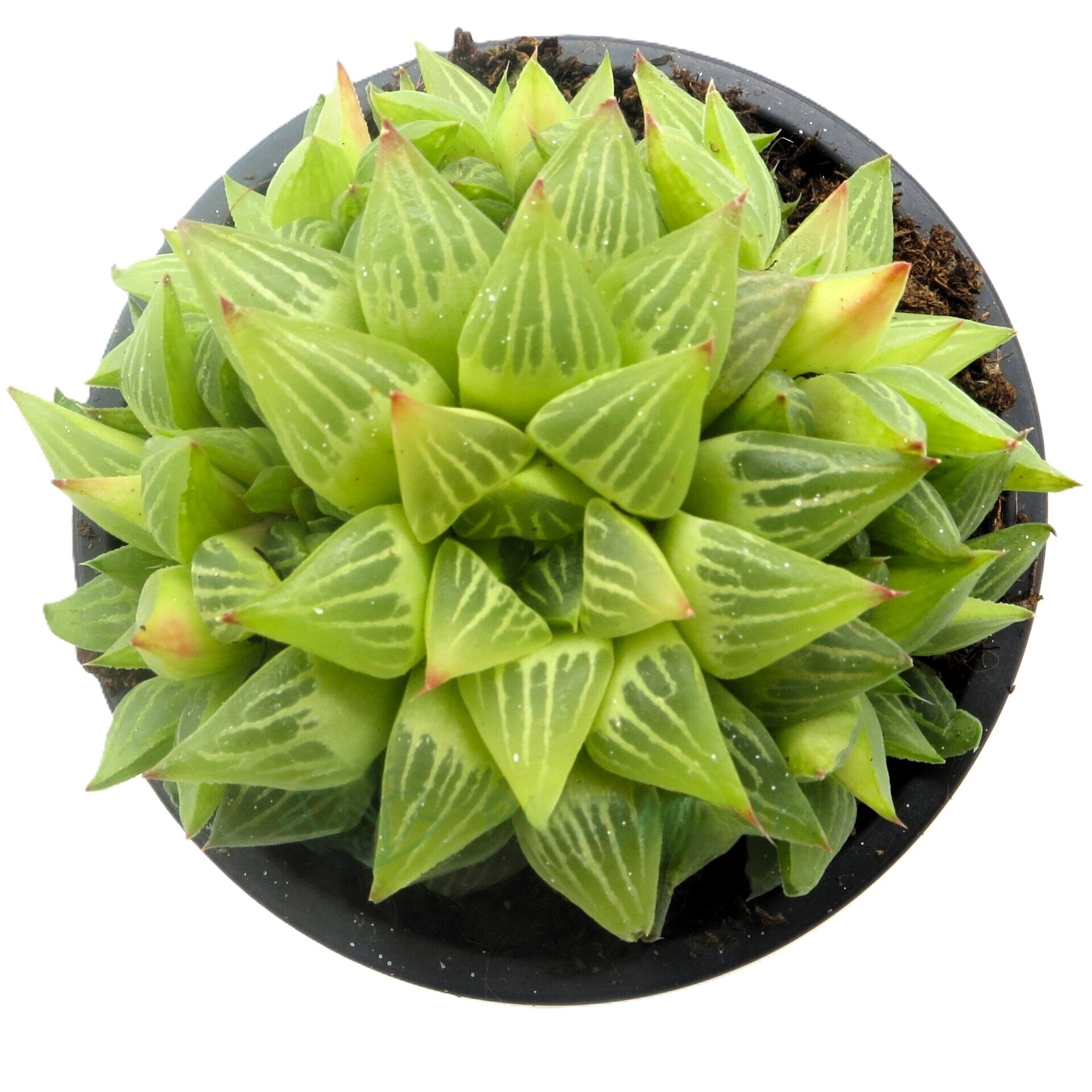 Haworthia retusa f. geraldii - 1