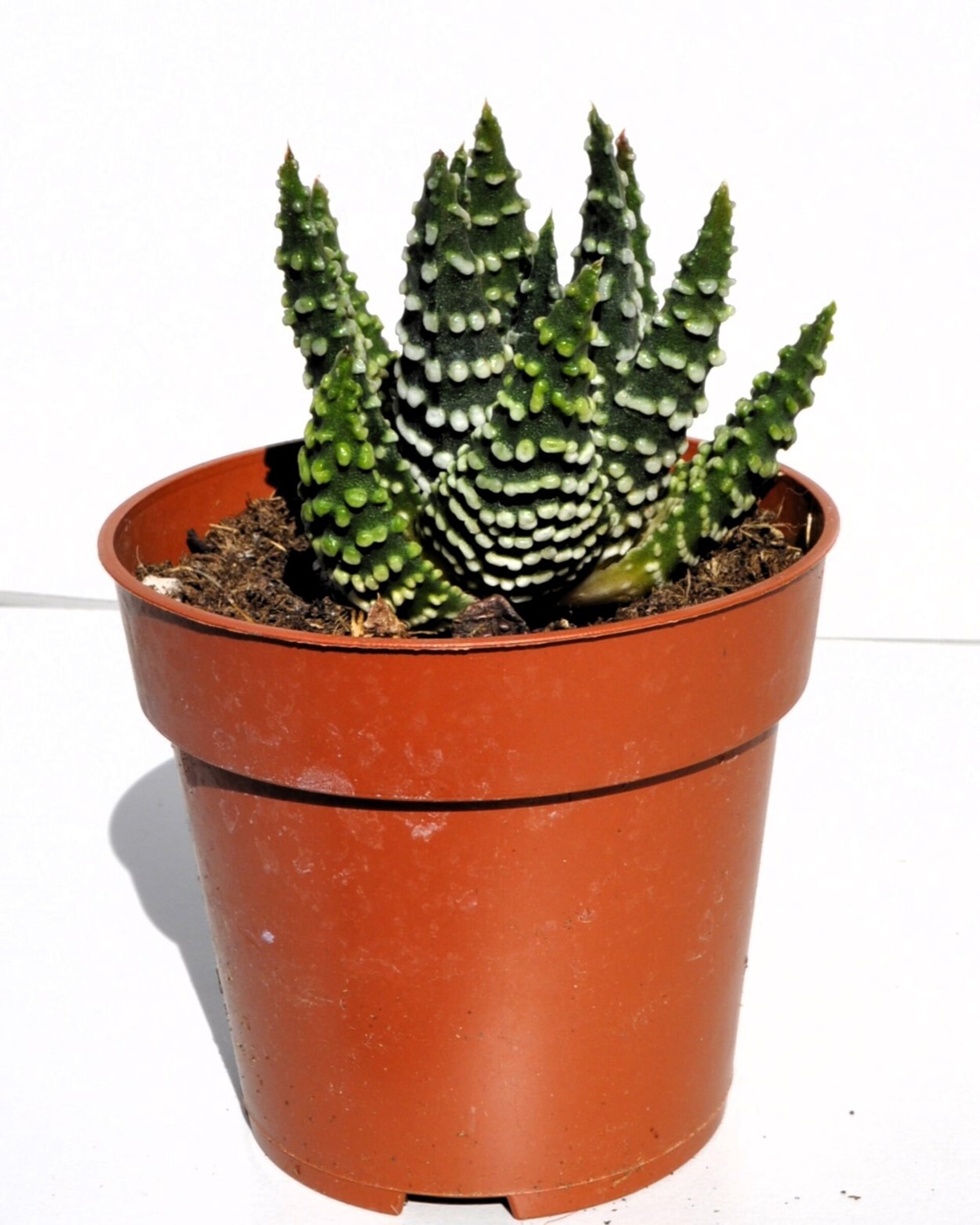 Haworthia cf. pumila (planta perla) - 2
