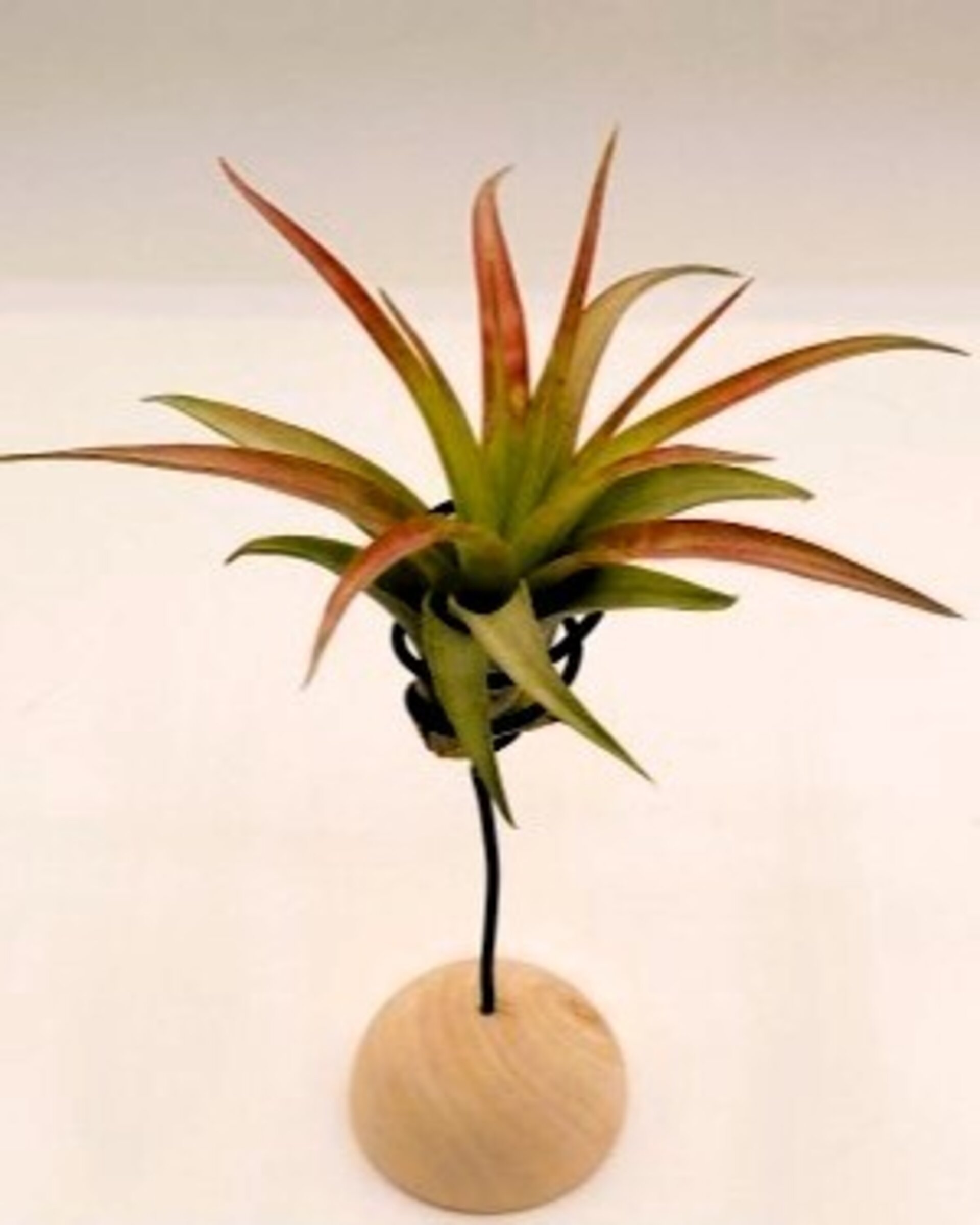 Soporte decorativo para plantas del aire - semiesfera de madera y alambre - 2