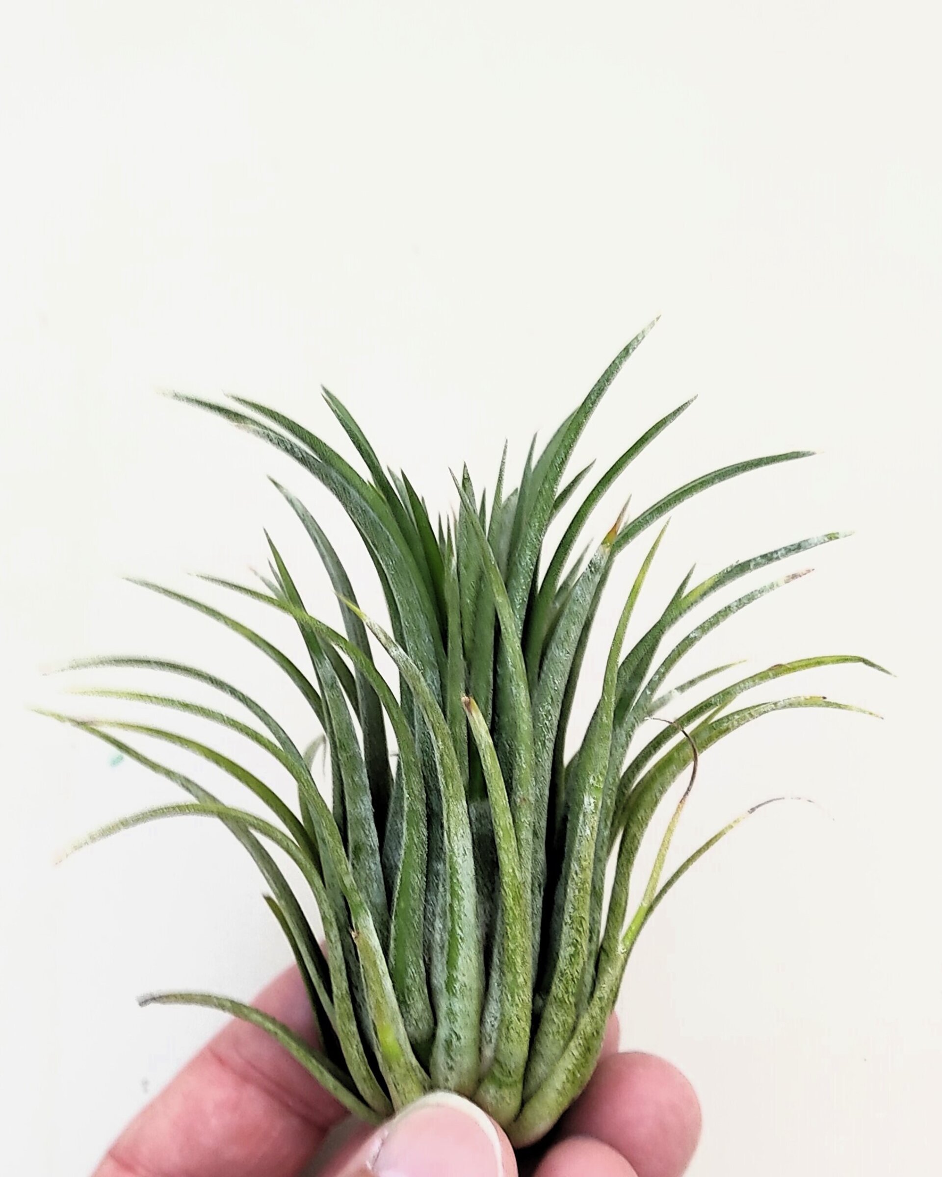 Tillandsia ionantha var. rubra [large] - 3