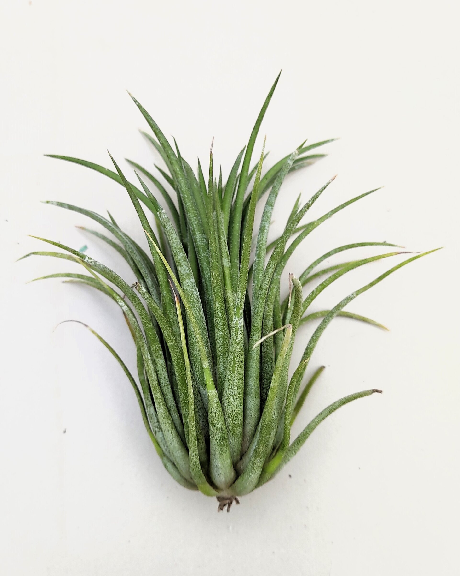 Tillandsia ionantha var. rubra [large] - 2