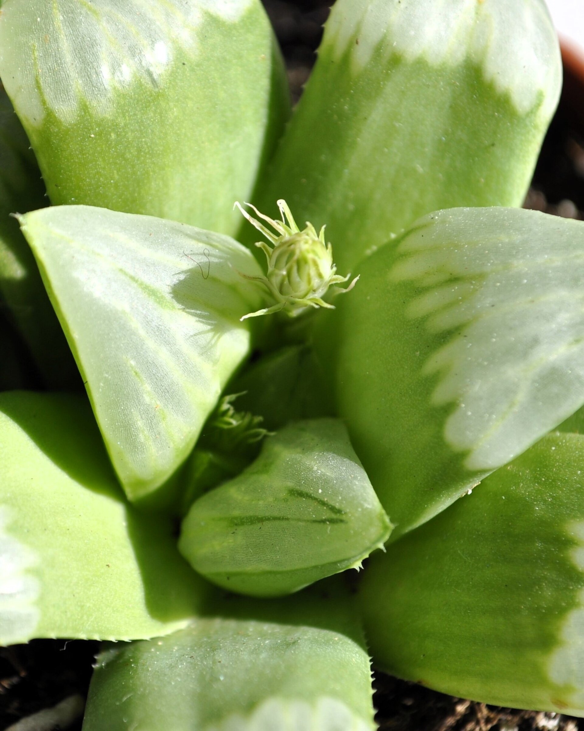 Haworthia 'Byakuya' (estrella de medianoche) - 1