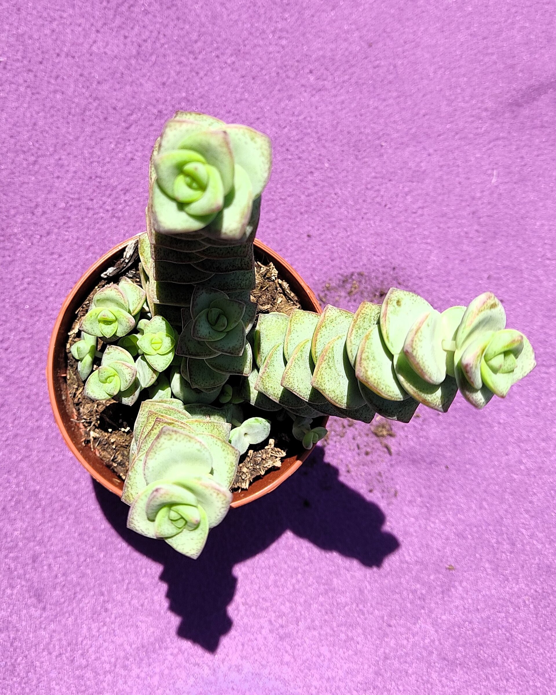 Crassula perforata - 2