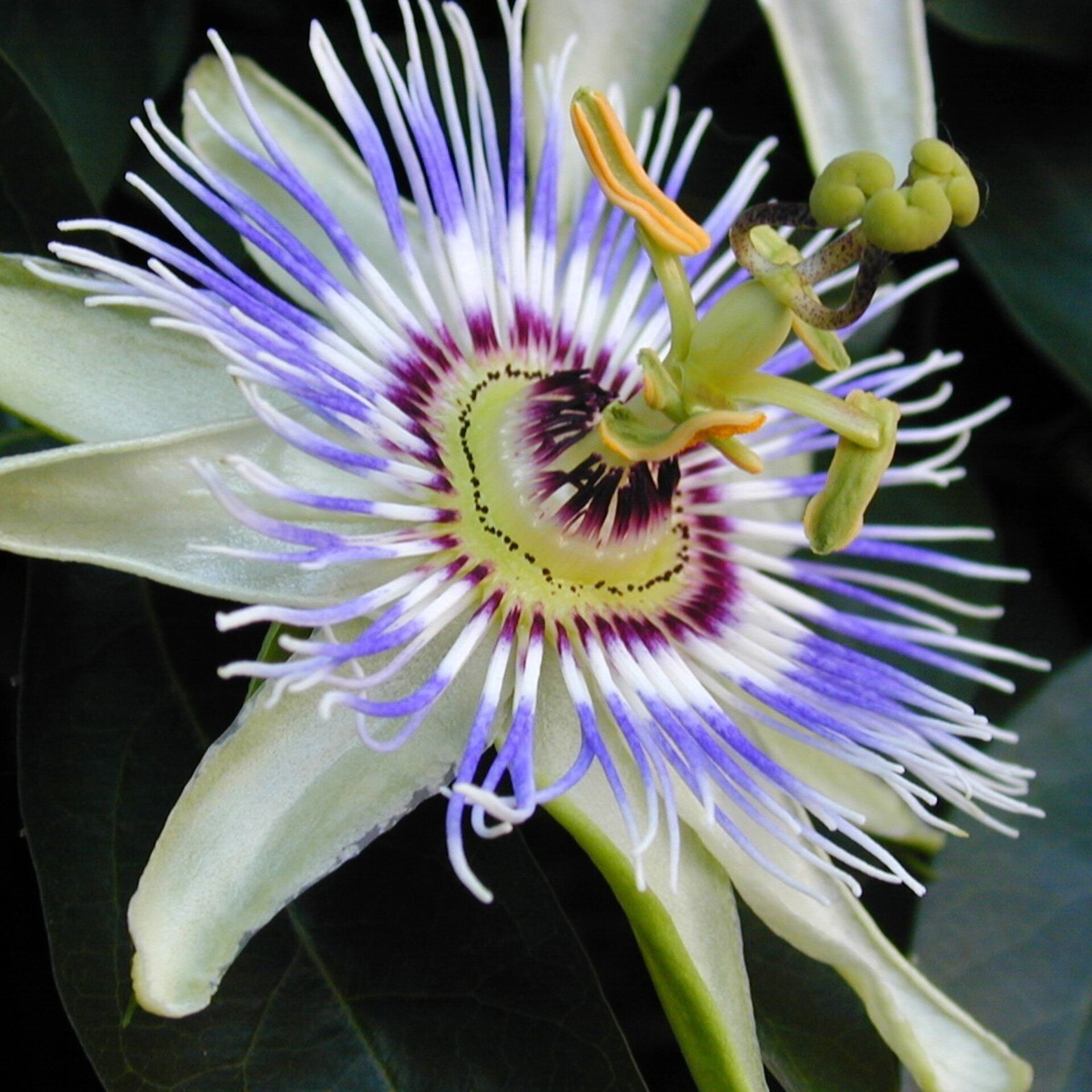 Passiflora caerulea (pasionaria, flor de la pasión) - Semillas - 3