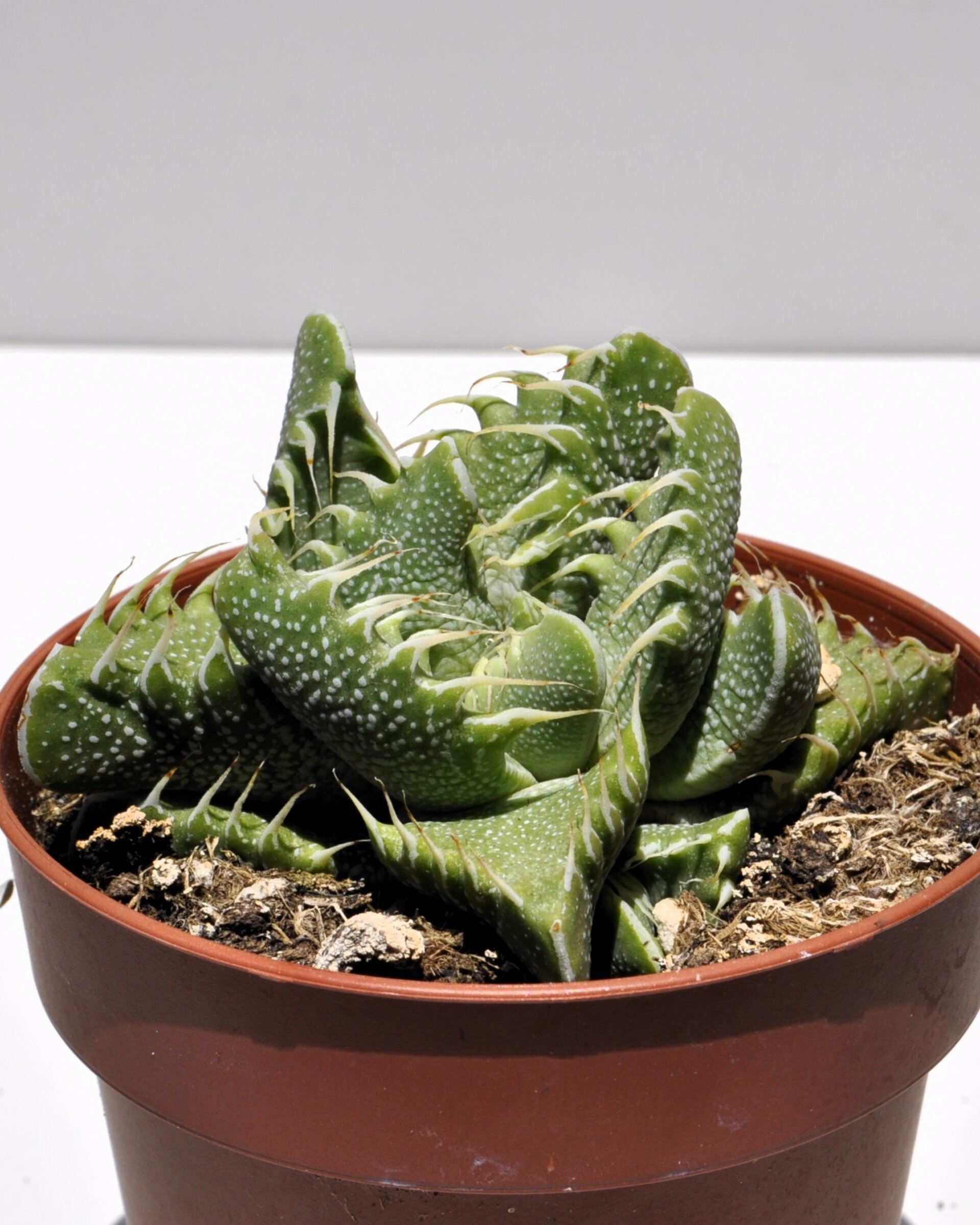 Faucaria tigrina (boca de tigre) - 2