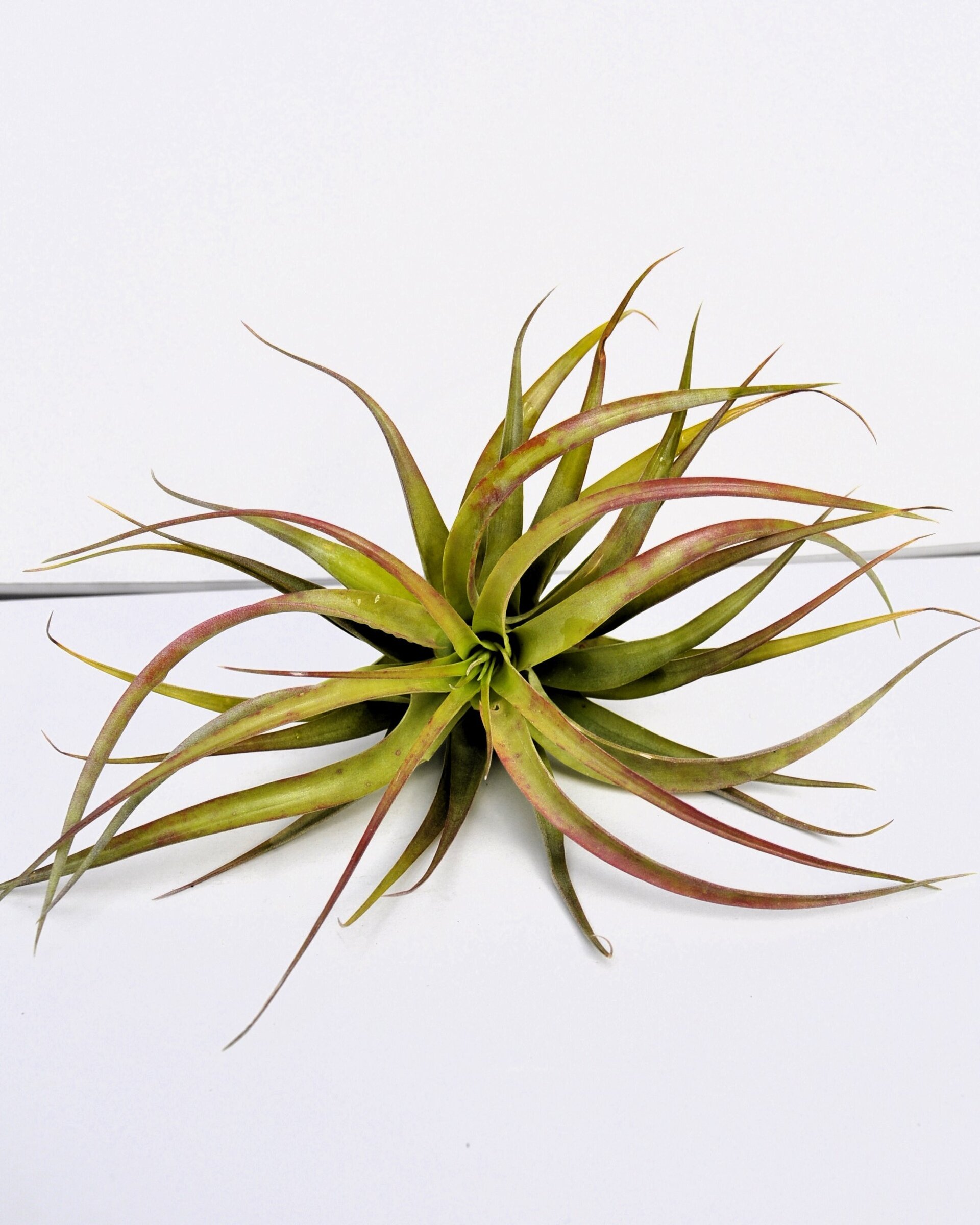 Tillandsia brachycaulos var. brachycaulos - 2