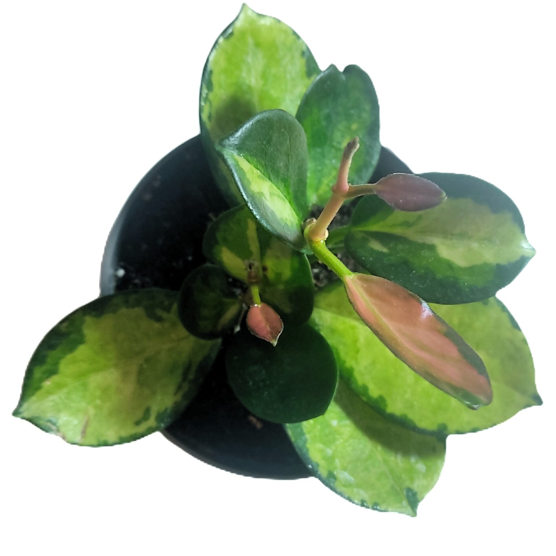 Hoya australis 'Lisa' - 2