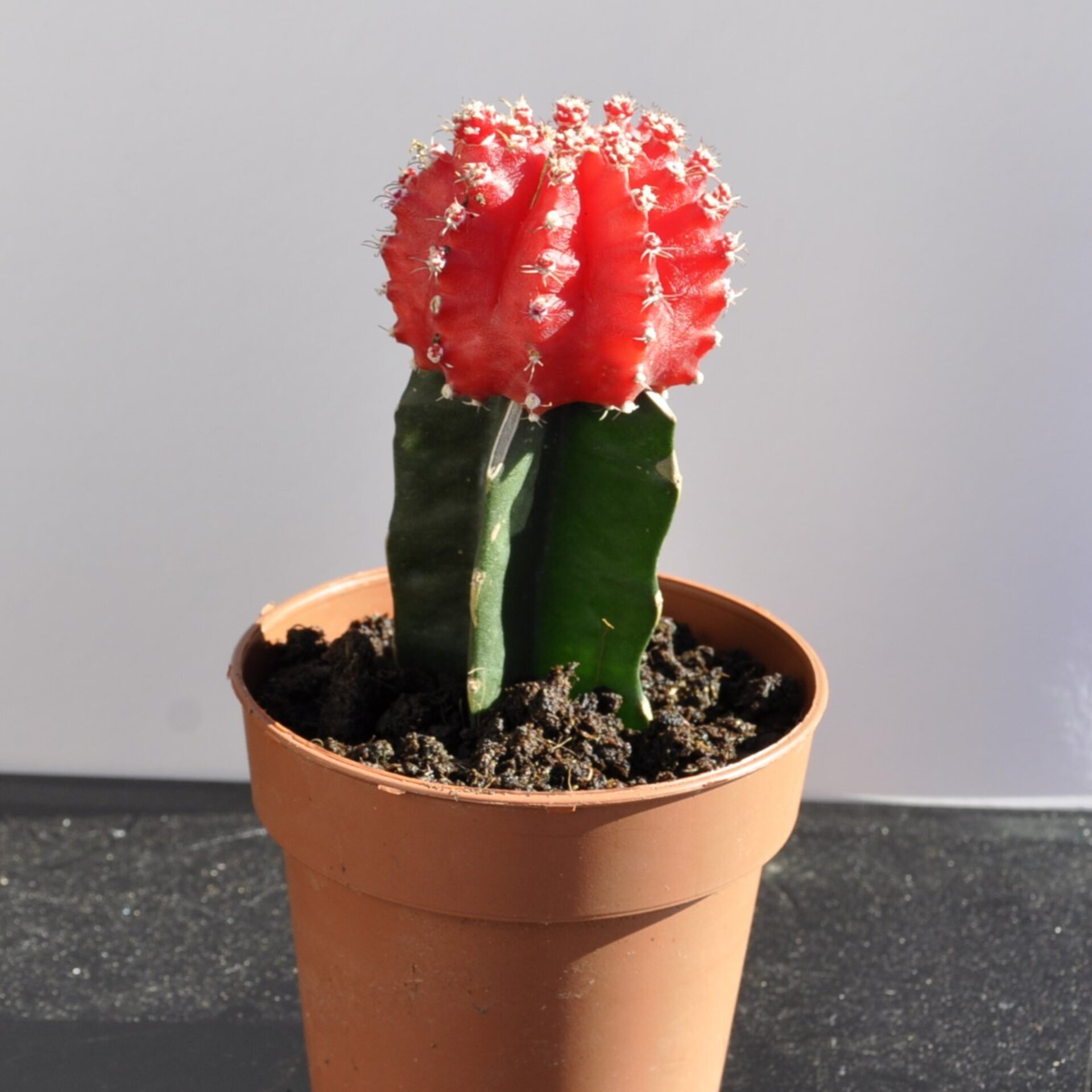 Gymnocalycium mihanovichii injertado - rojo - 5