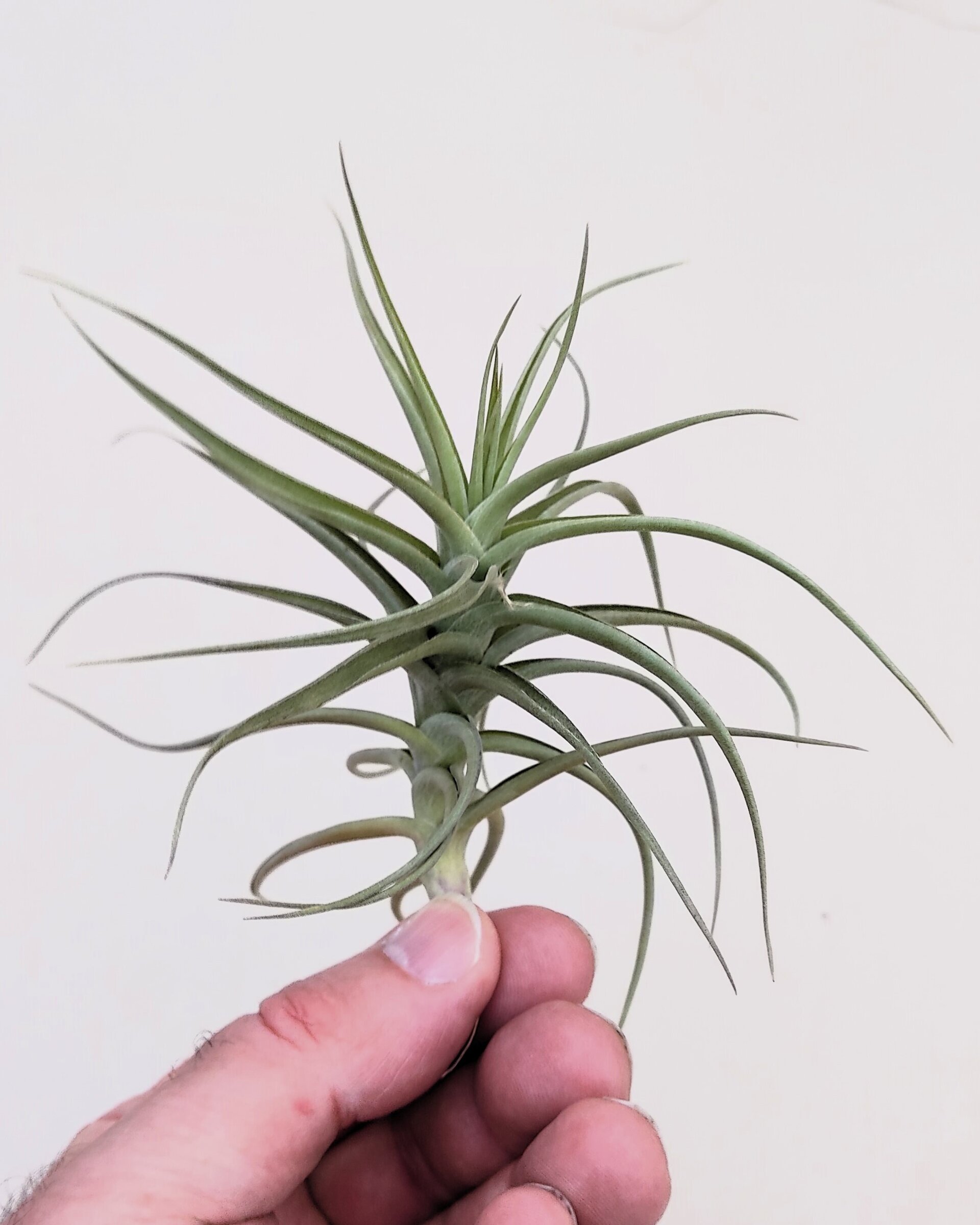 Tillandsia bergeri - 2