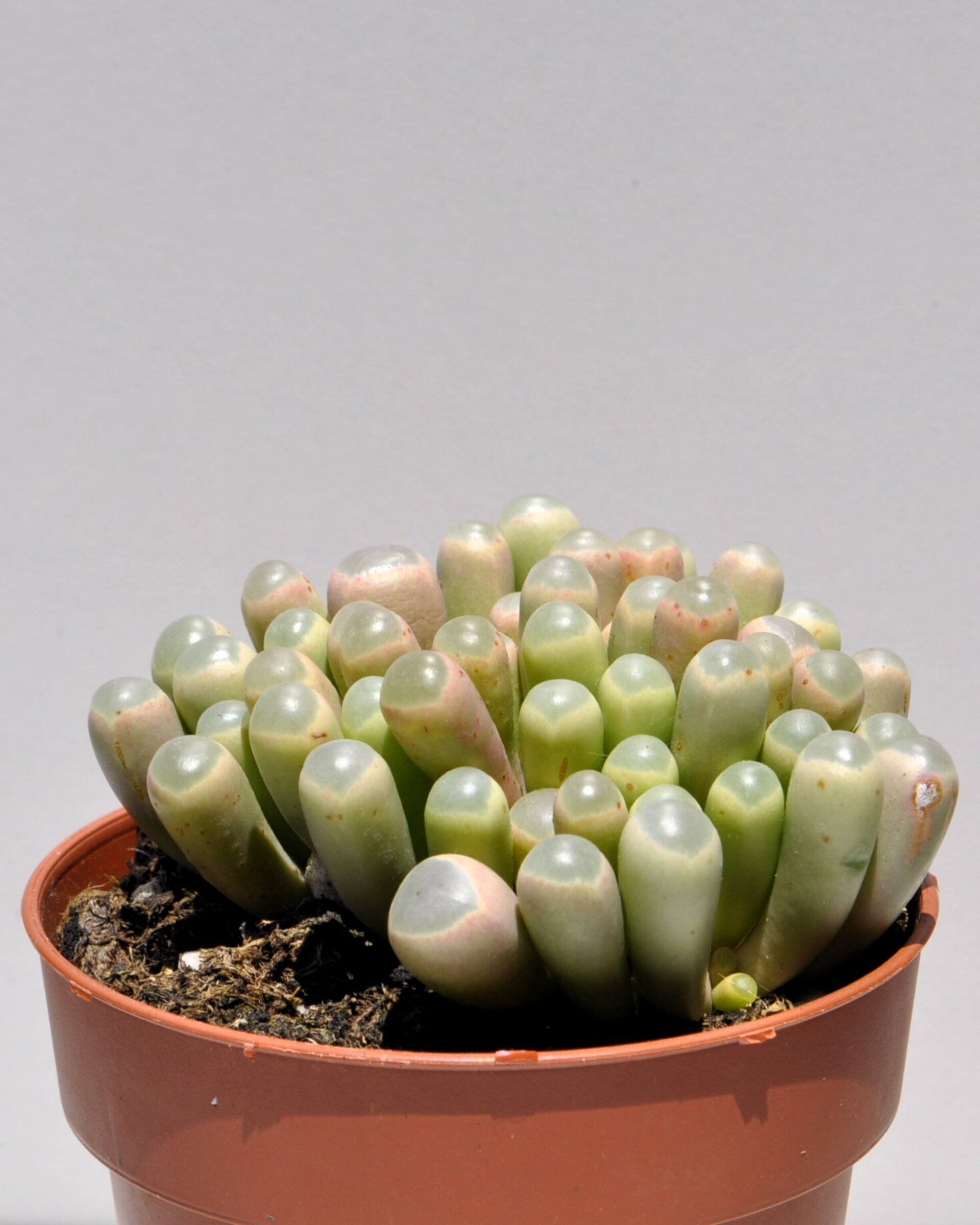 Fenestraria rhopalophylla subsp. aurantiaca (planta ventana) - 4