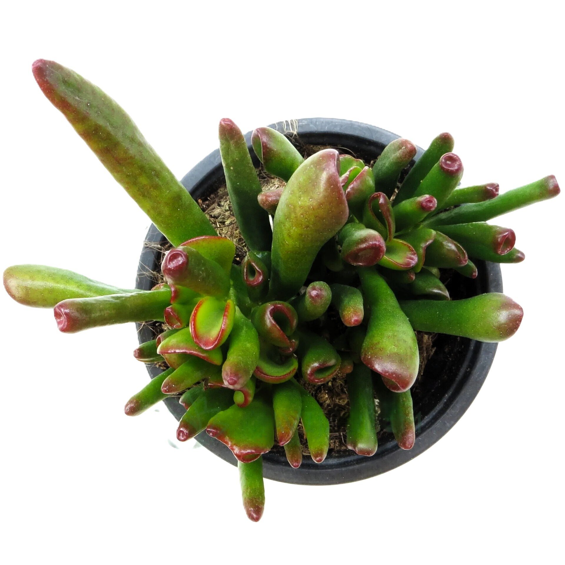 Crassula ovata 'Horn Tree' - 1
