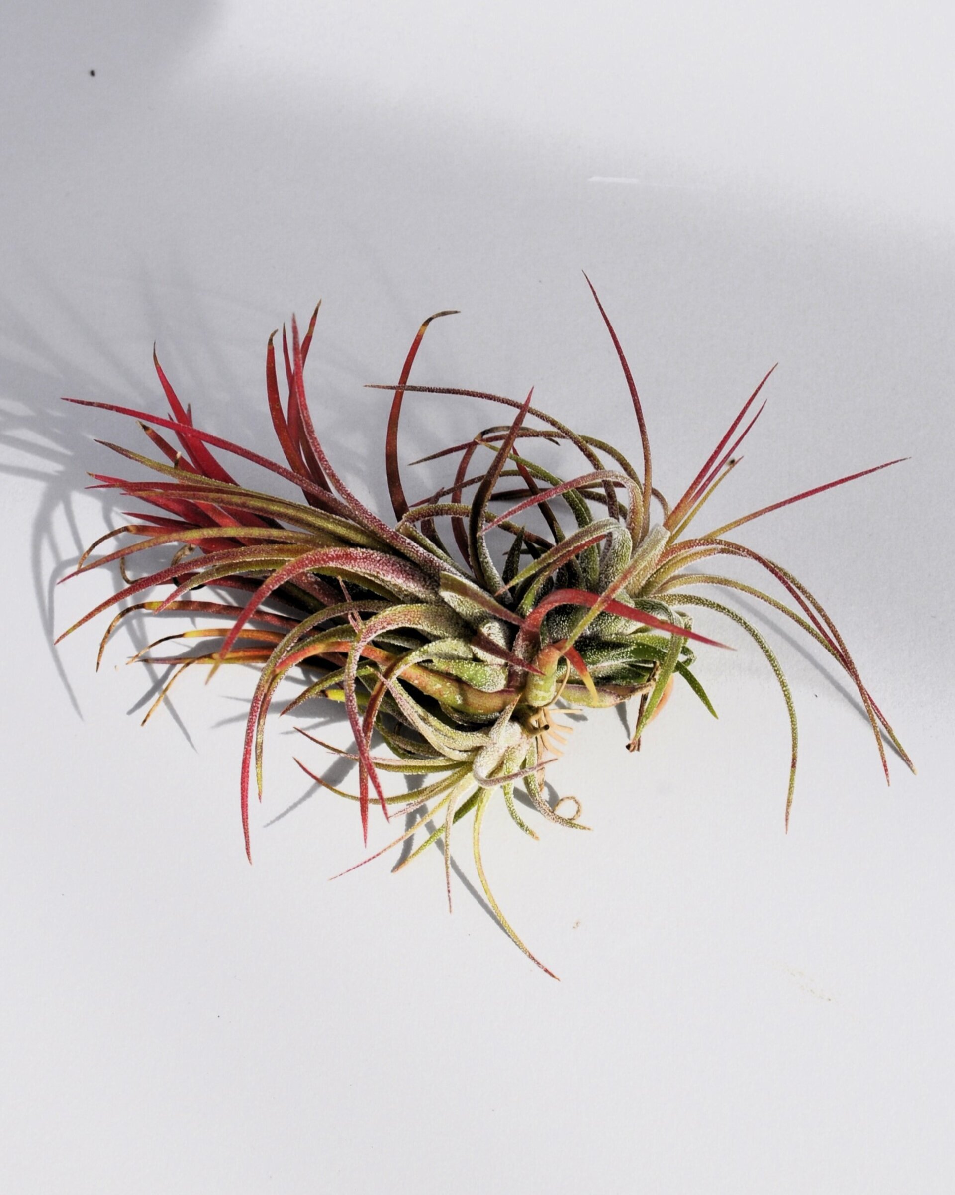 Tillandsia ionantha 'Fuego' - 4