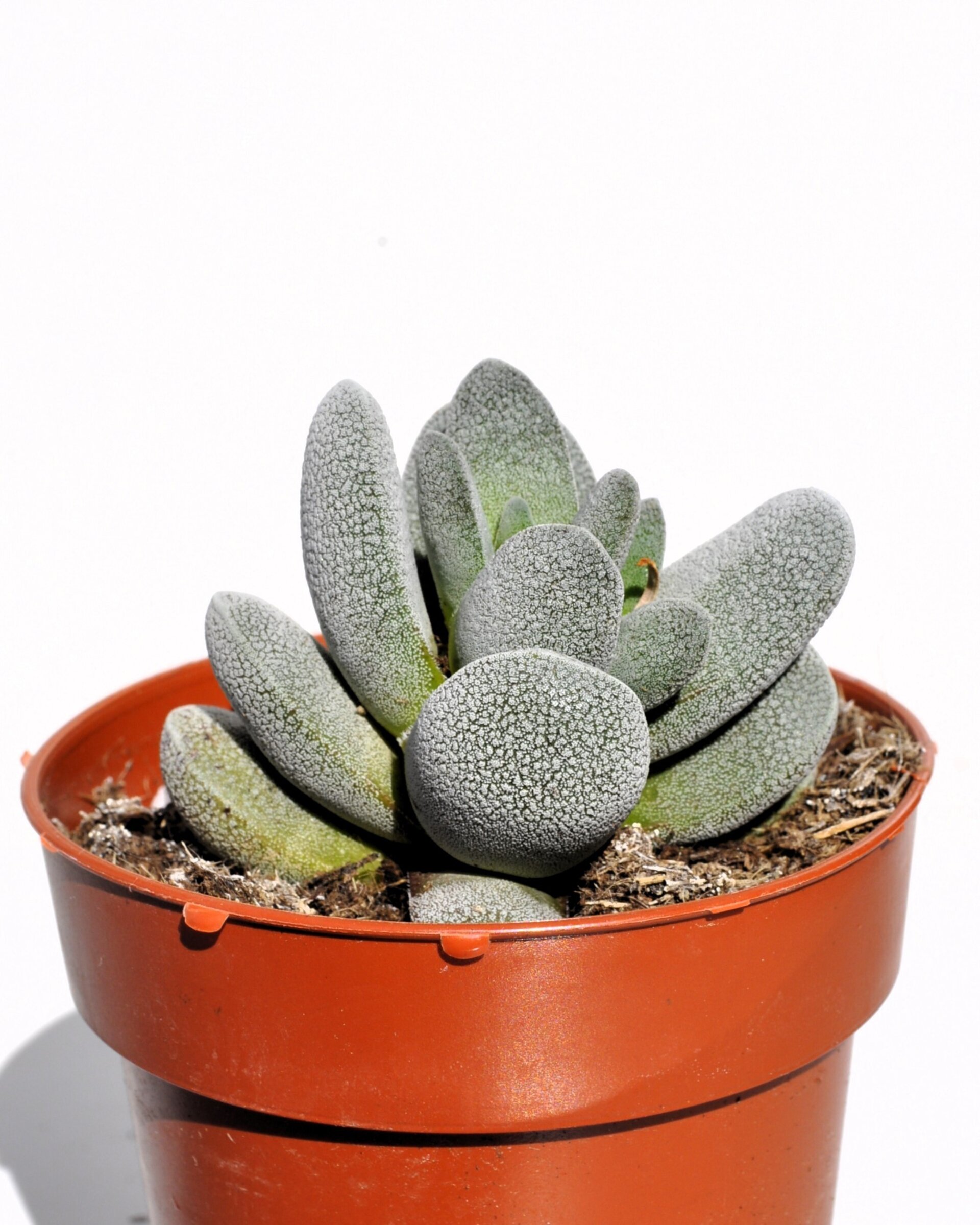 Crassula tecta - 4