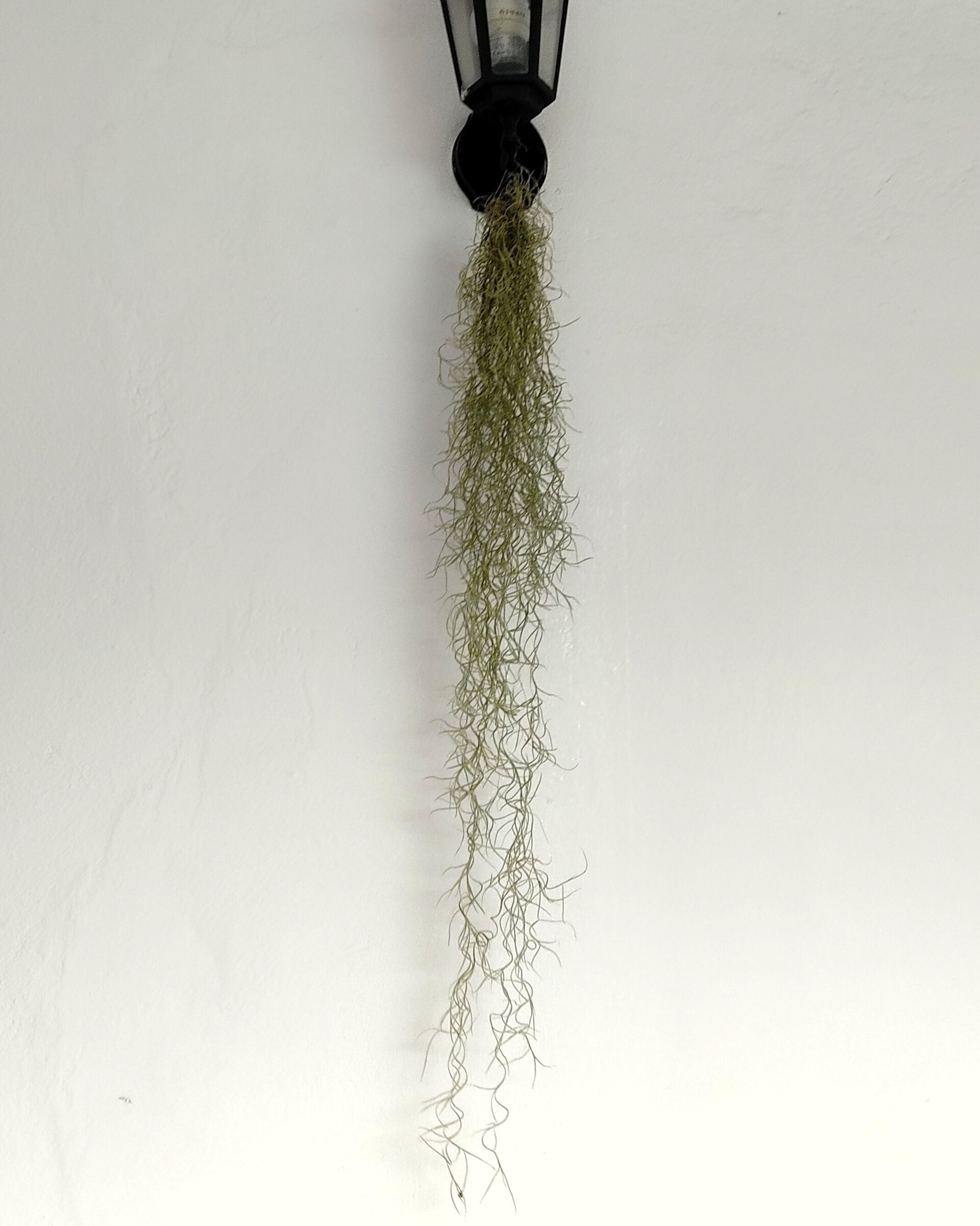 Tillandsia usneoides [XL] (barba de viejo [muy larga]) - 1