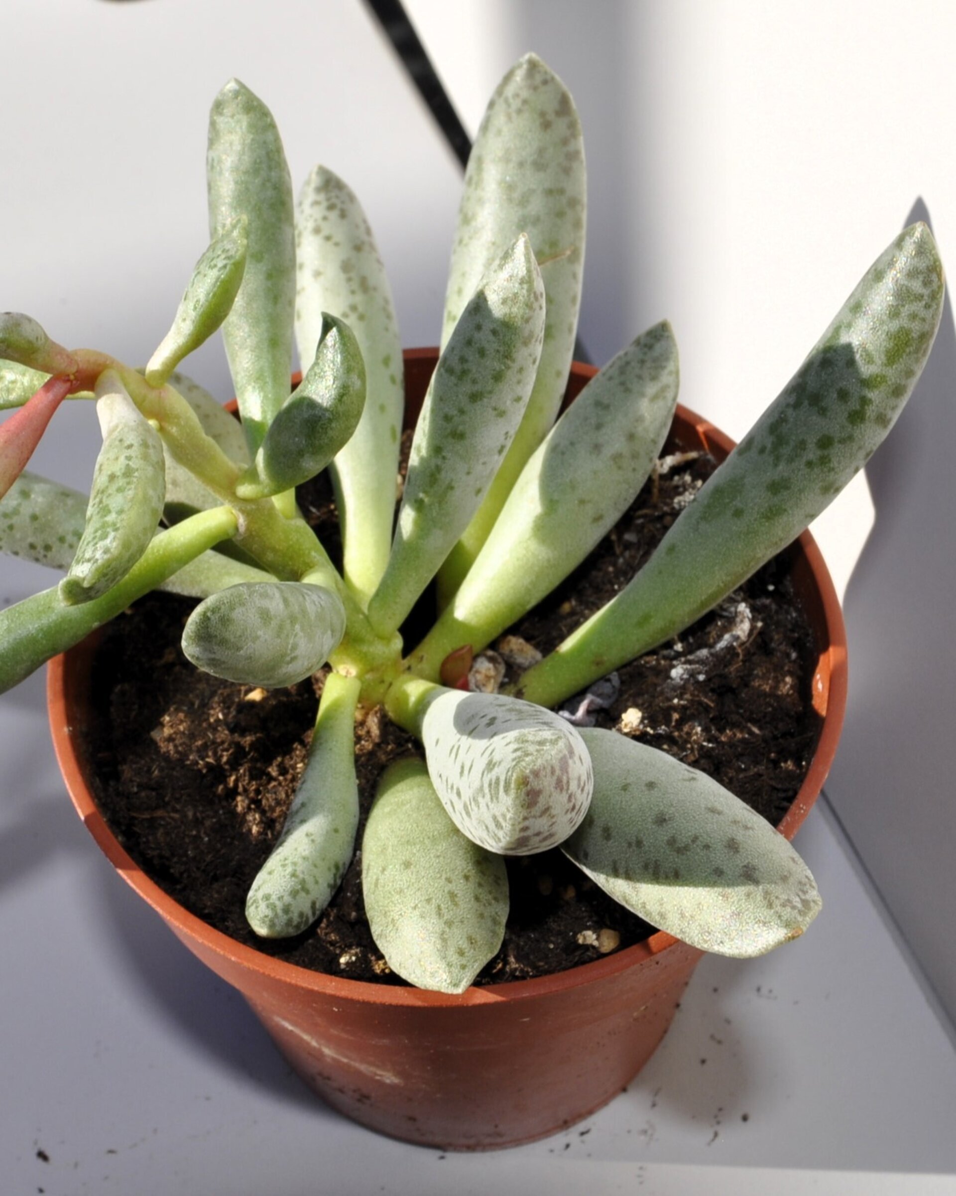 Adromischus filicaulis - 7