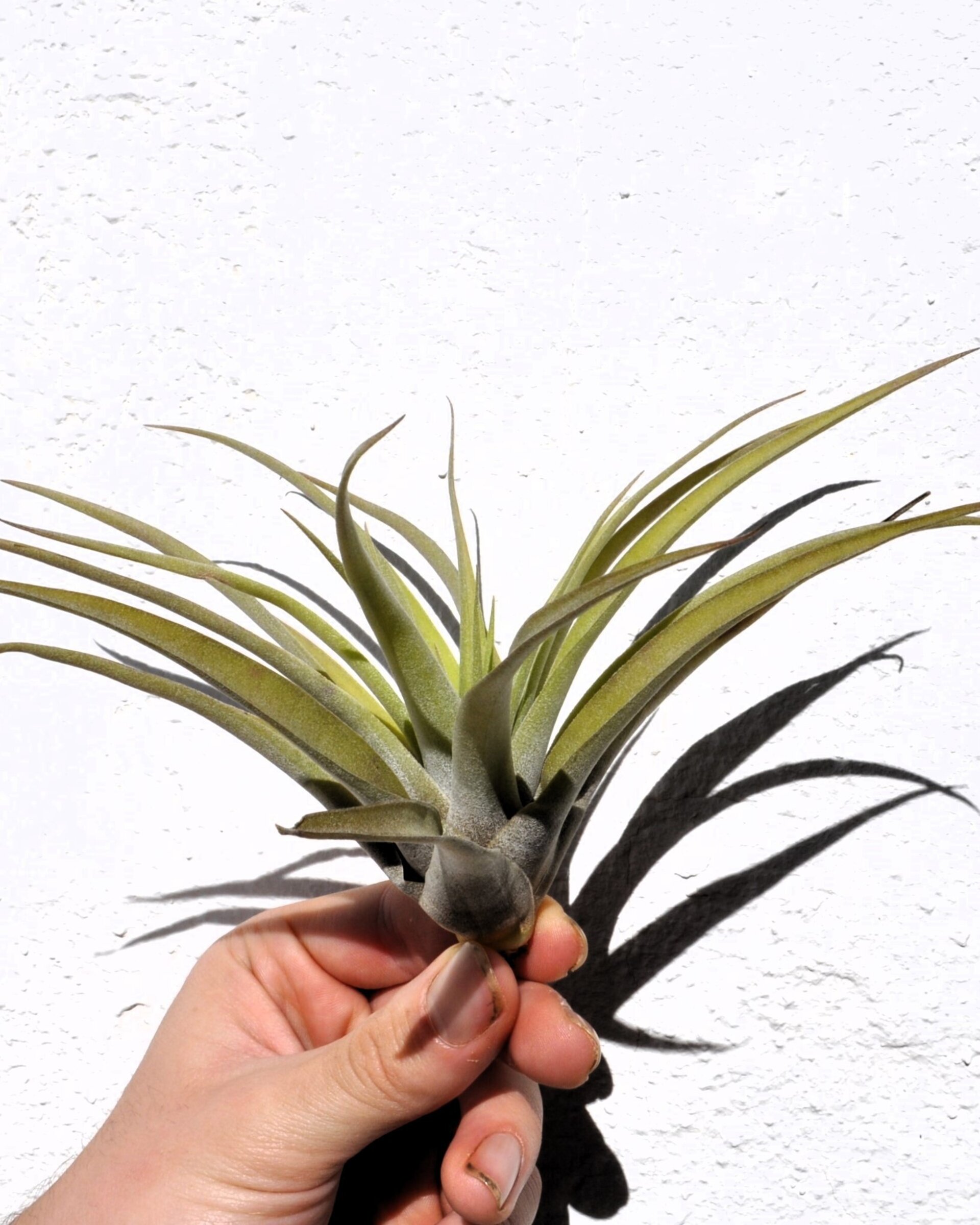 Tillandsia capitata 'Peach' (medium) - 4