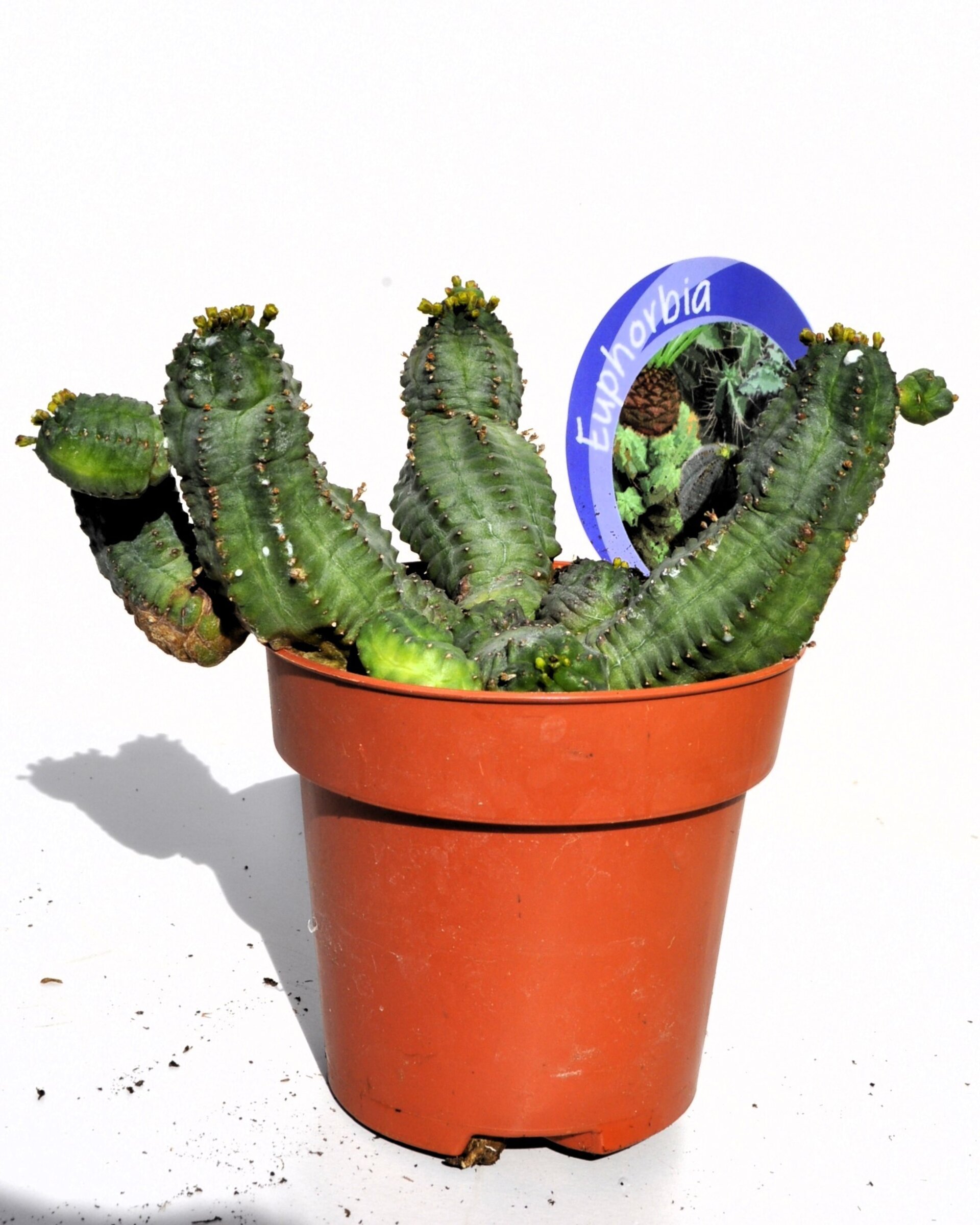 Euphorbia cf. obesa x globosa - 2