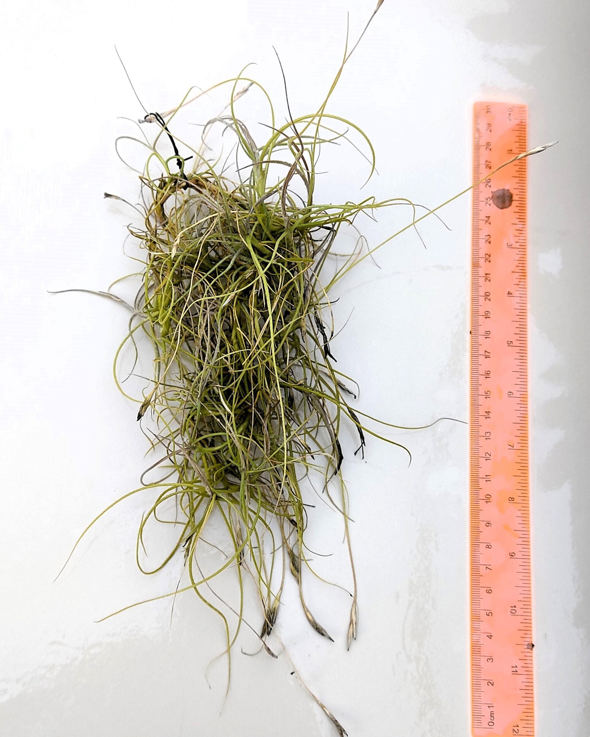 Tillandsia mallemontii - 5