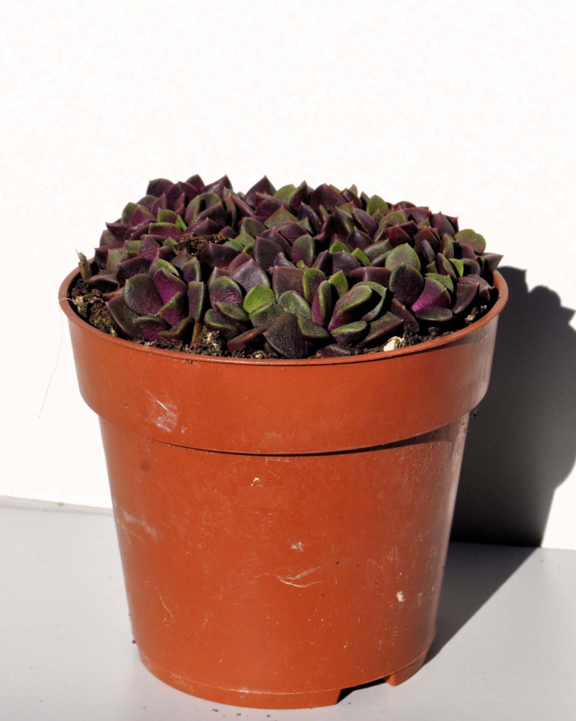 Anacampseros rufescens ‘Red Passion’ (rosa de arena) - 2