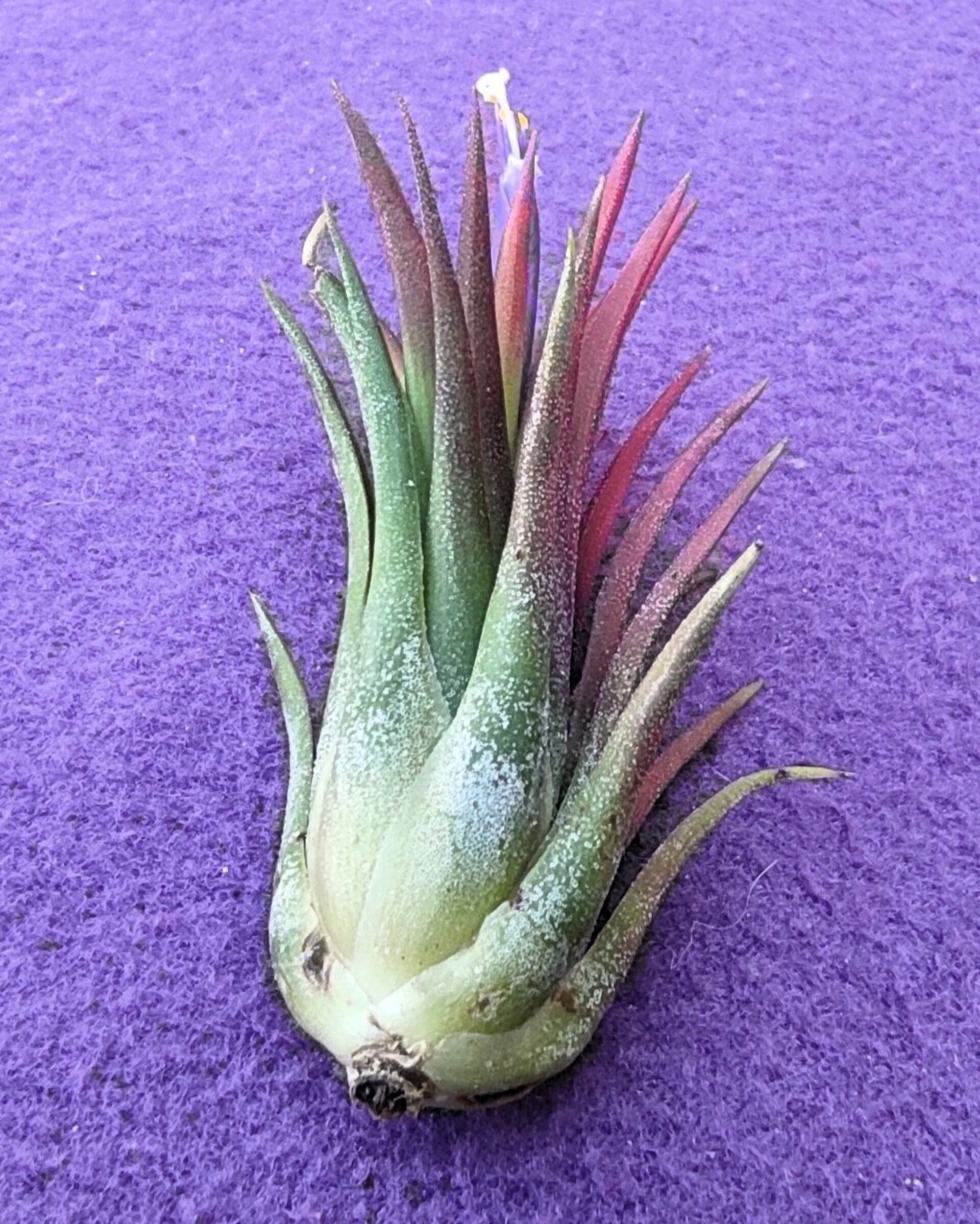 Tillandsia ionantha 'Fuego' - 9