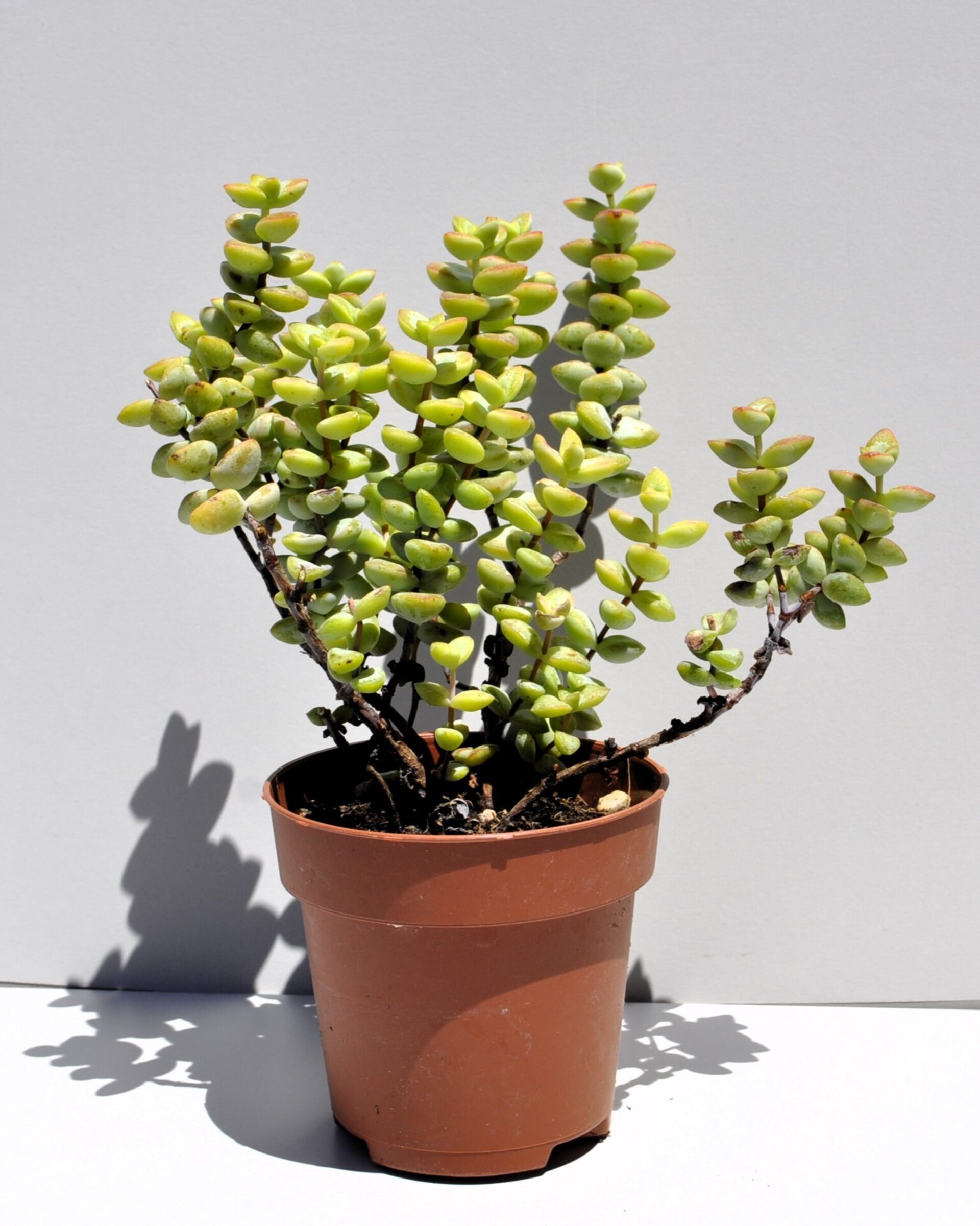 Crassula perforata - 2