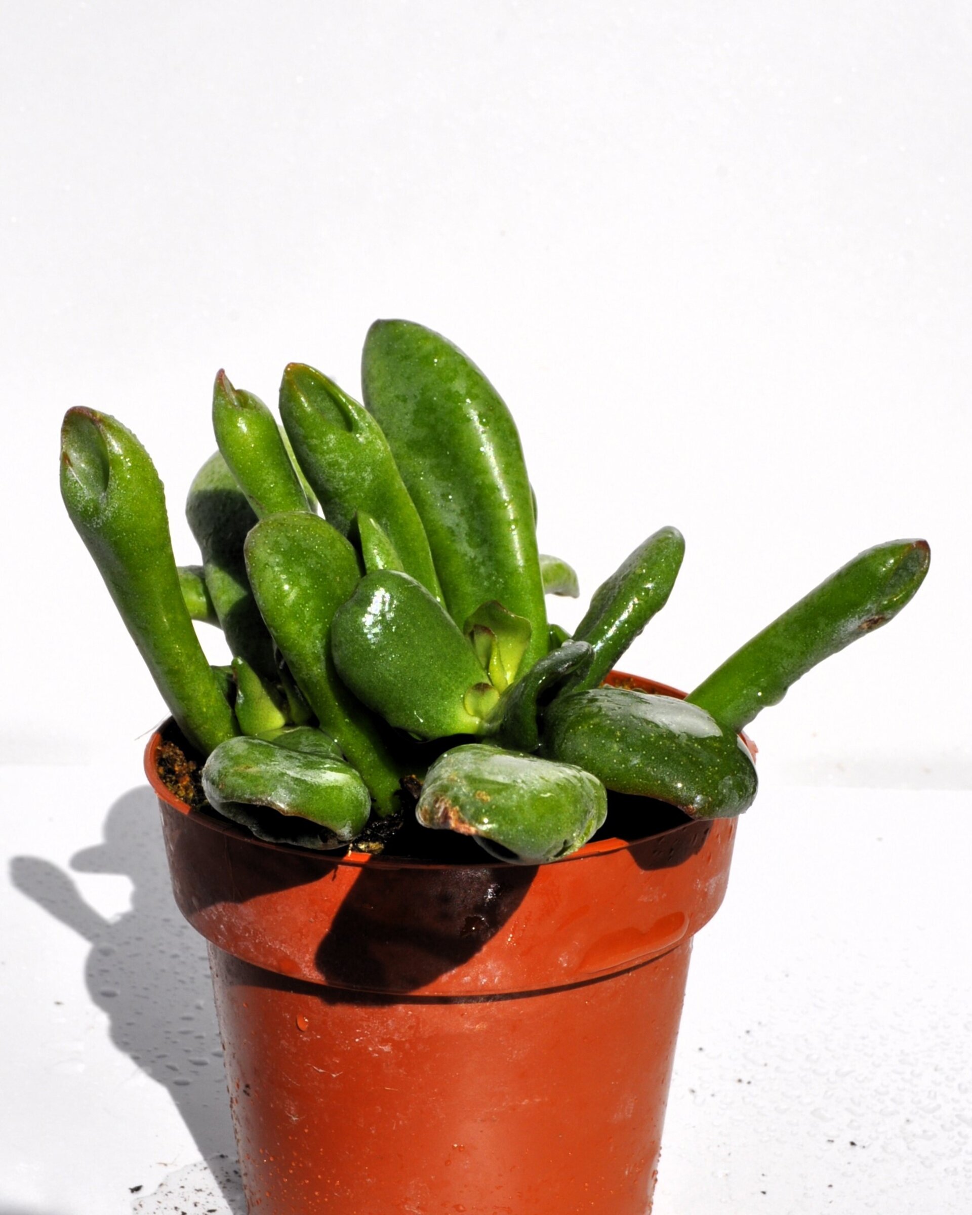 Crassula ovata 'Hobbit' - 2