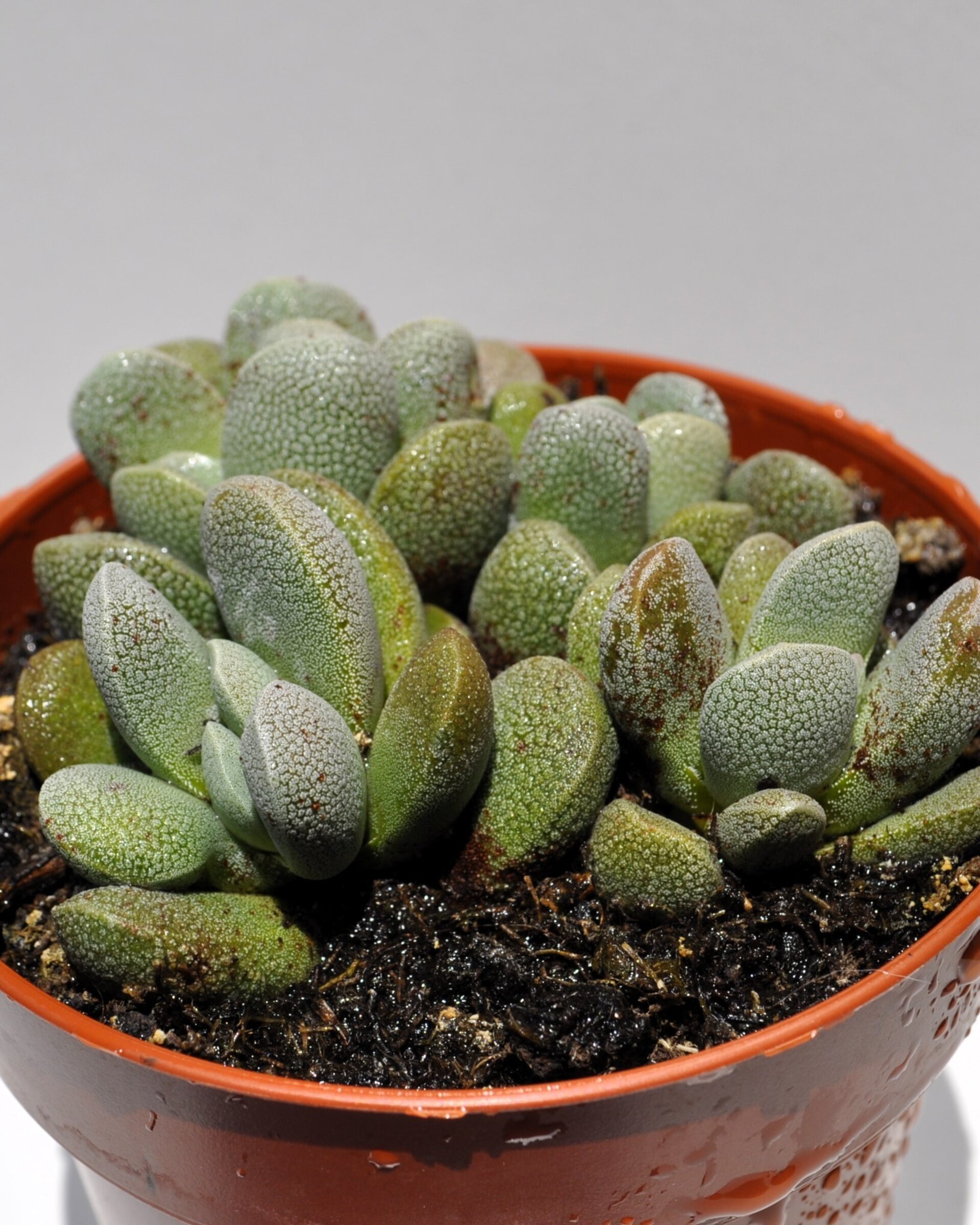 Crassula tecta - 8