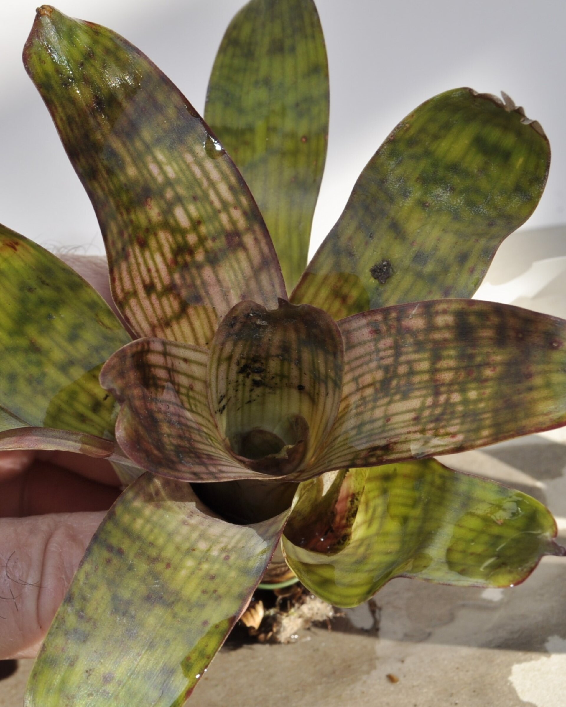 Vriesea gigantea 'Nova' [mini] - 5