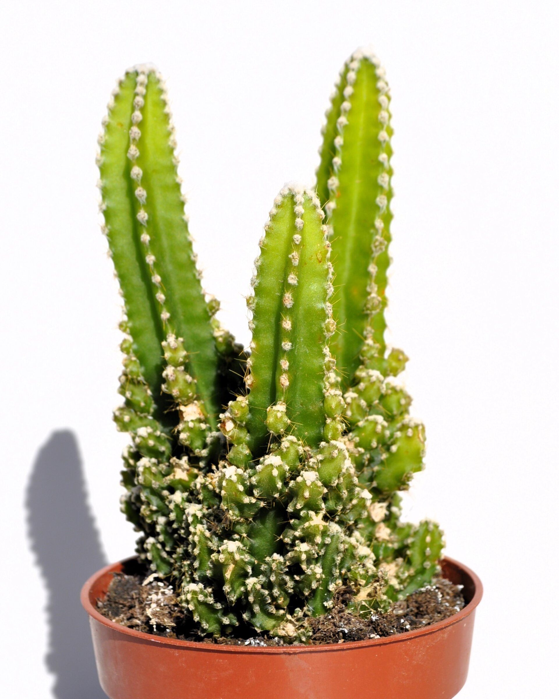 Cereus peruvianus ("cactus antirradiaciones") - 4