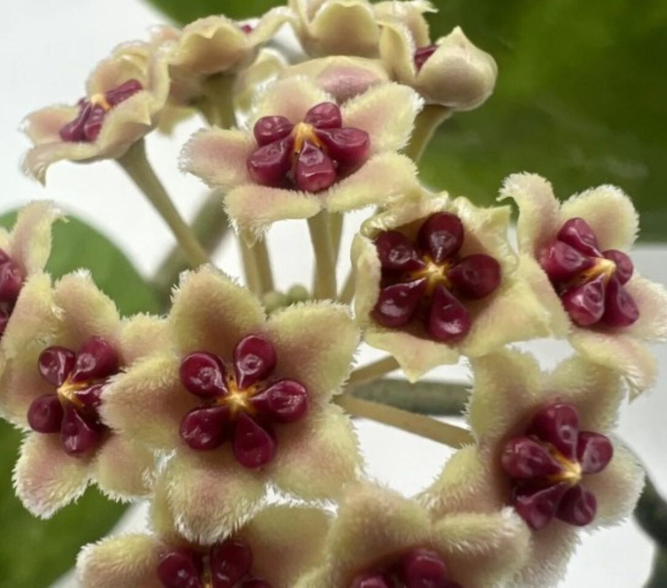 Hoya kerrii [enredadera] (planta corazón enredadera) - 4