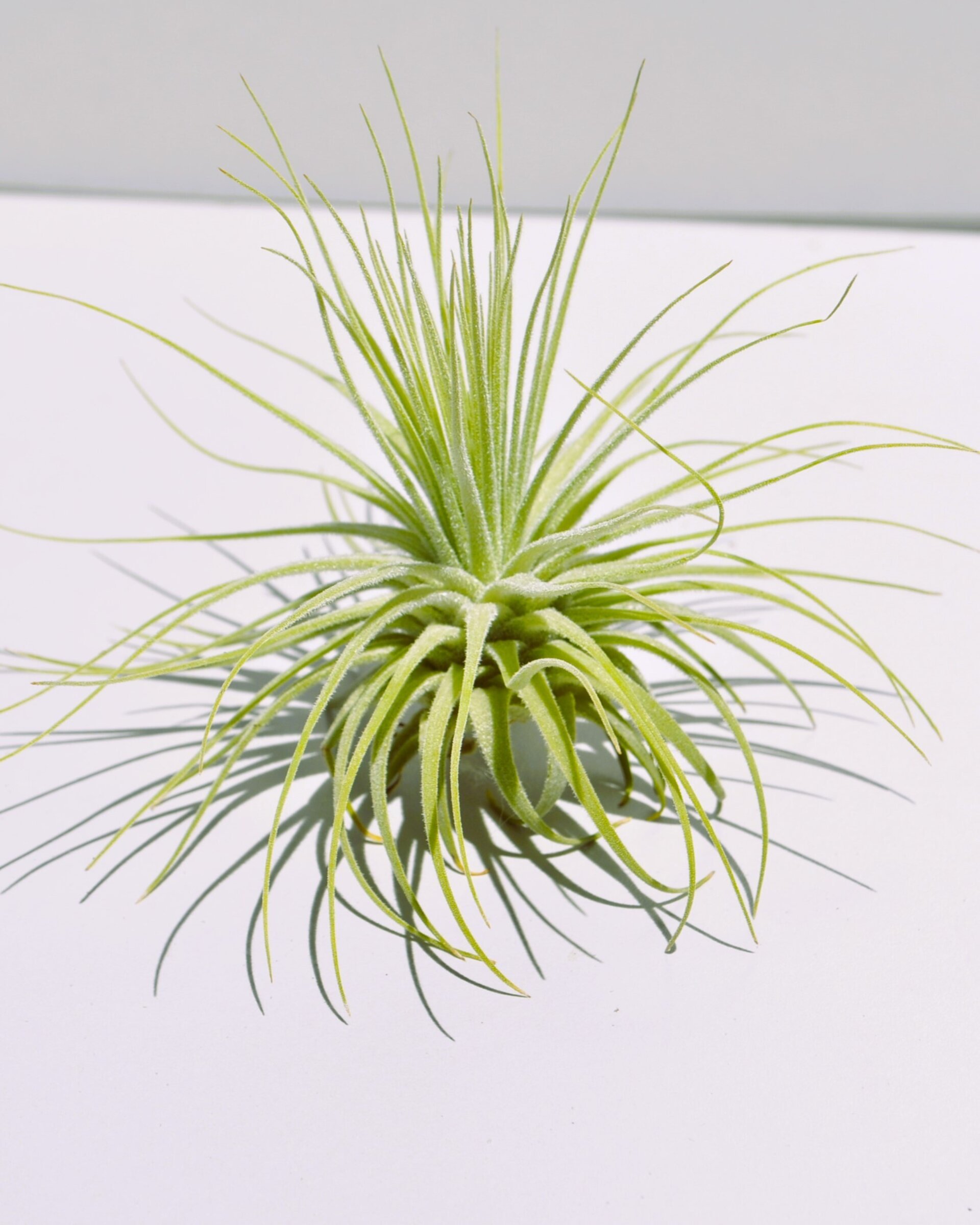 Tillandsia magnusiana (medium) - 2