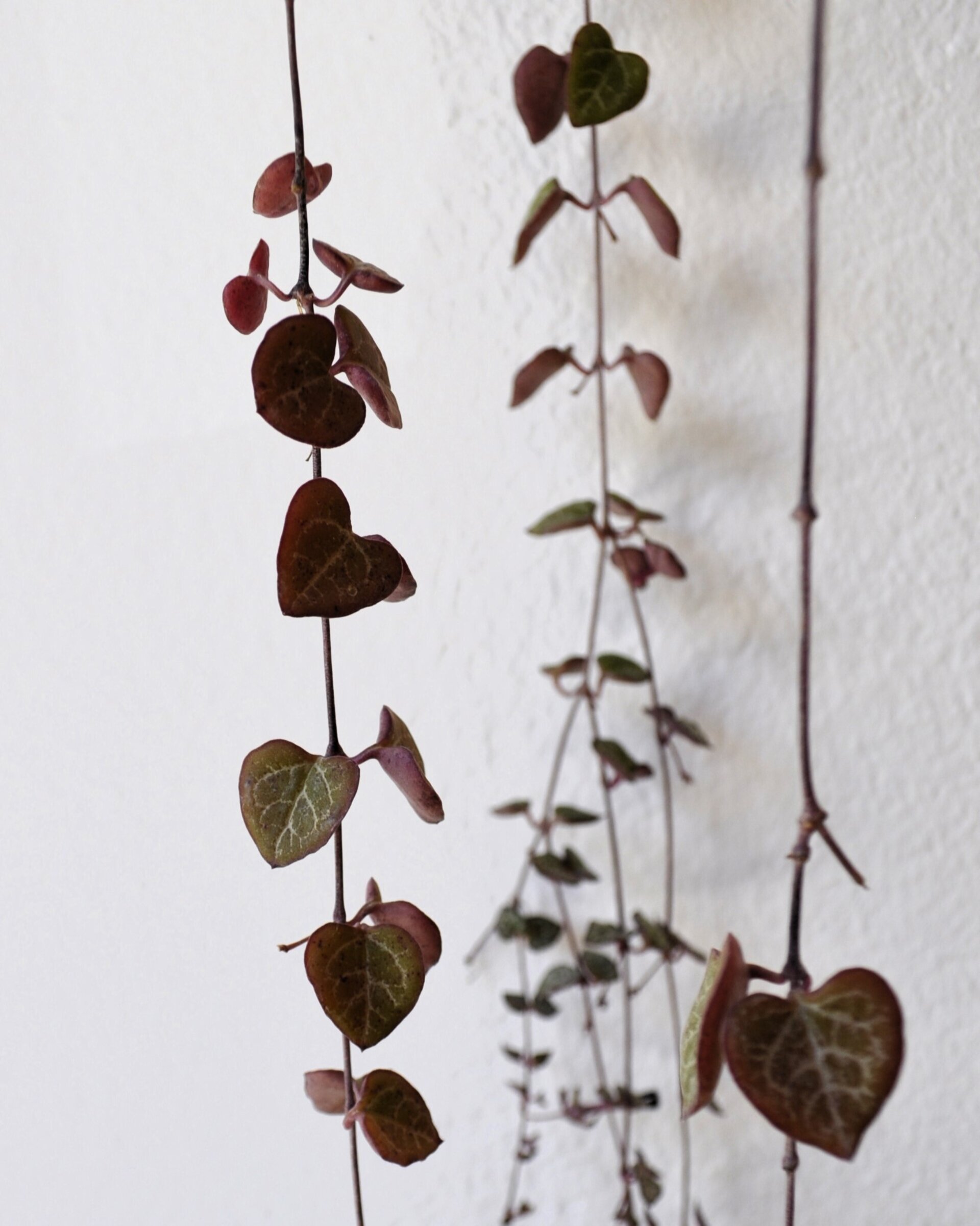 Ceropegia woodii M15 colgante (rosario de corazones) - 6