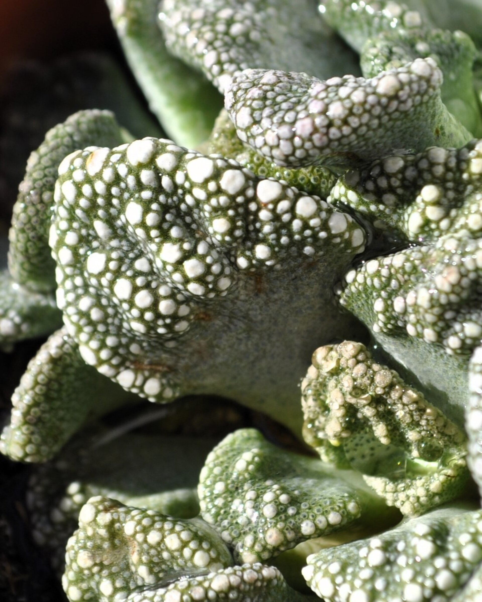 Titanopsis calcarea M8.5 (hoja de cemento [mediana]) - 4