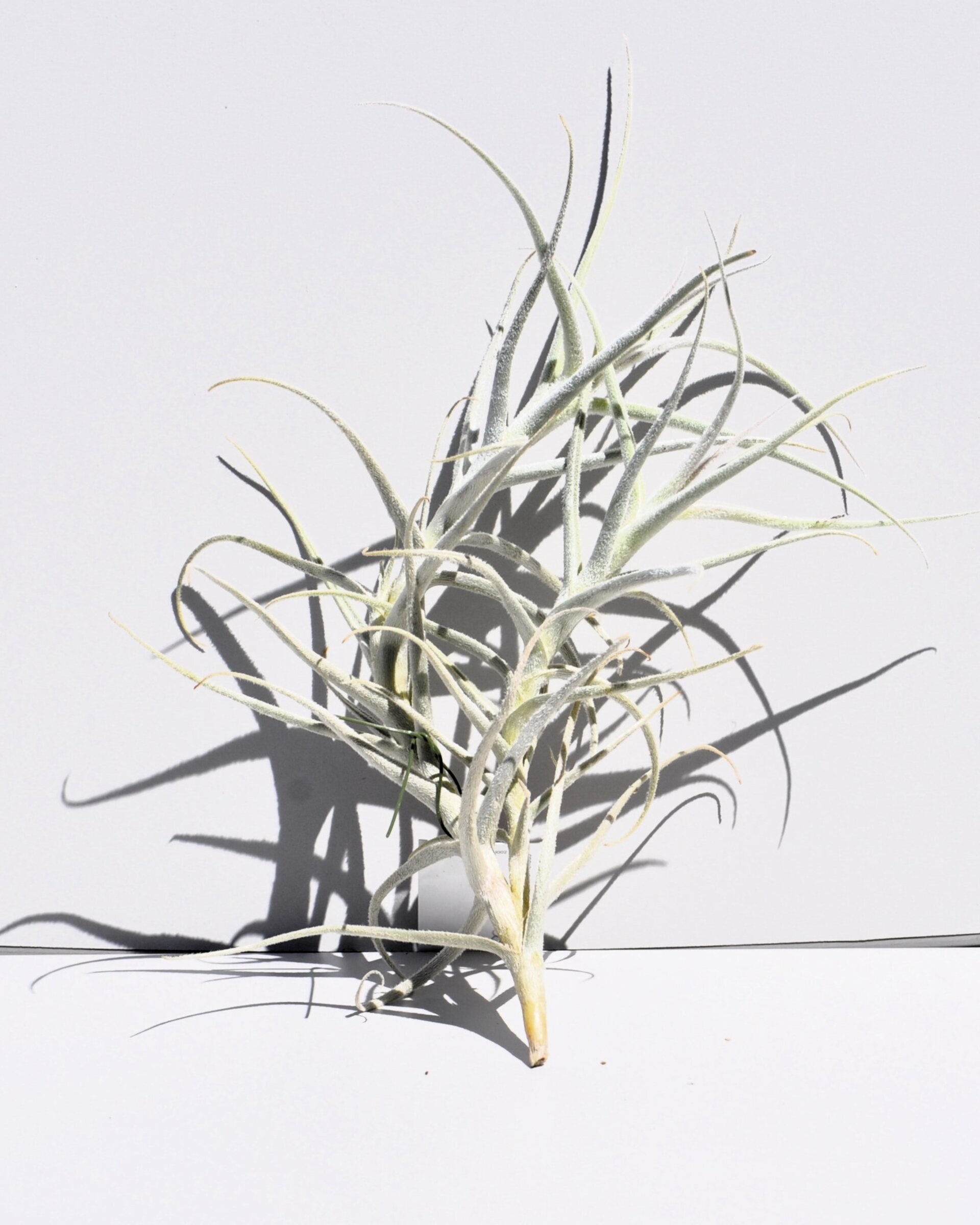 Tillandsia paleacea - 3